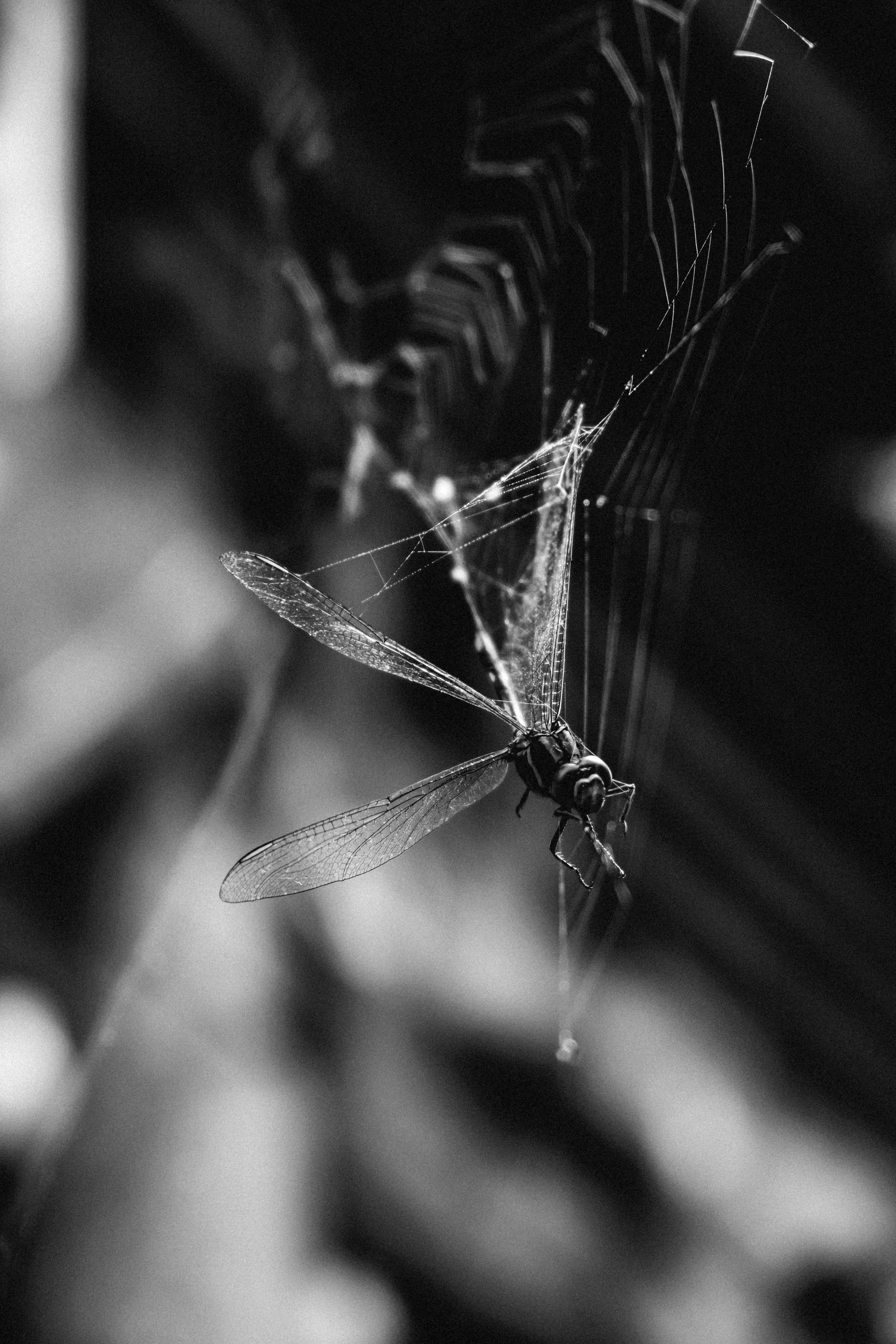 Dragonfly caught in a spider web