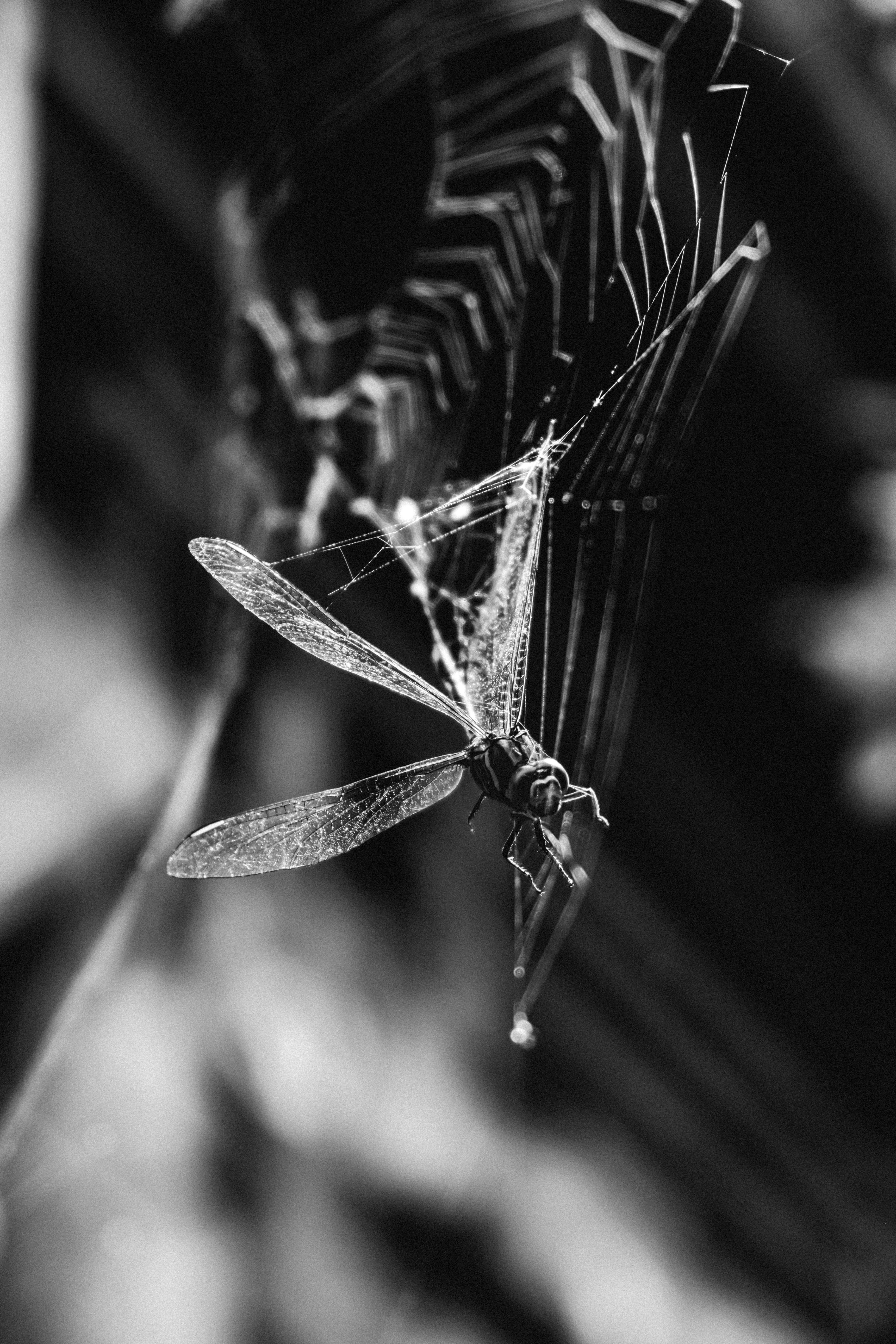 A dragonfly caught in a spiderweb