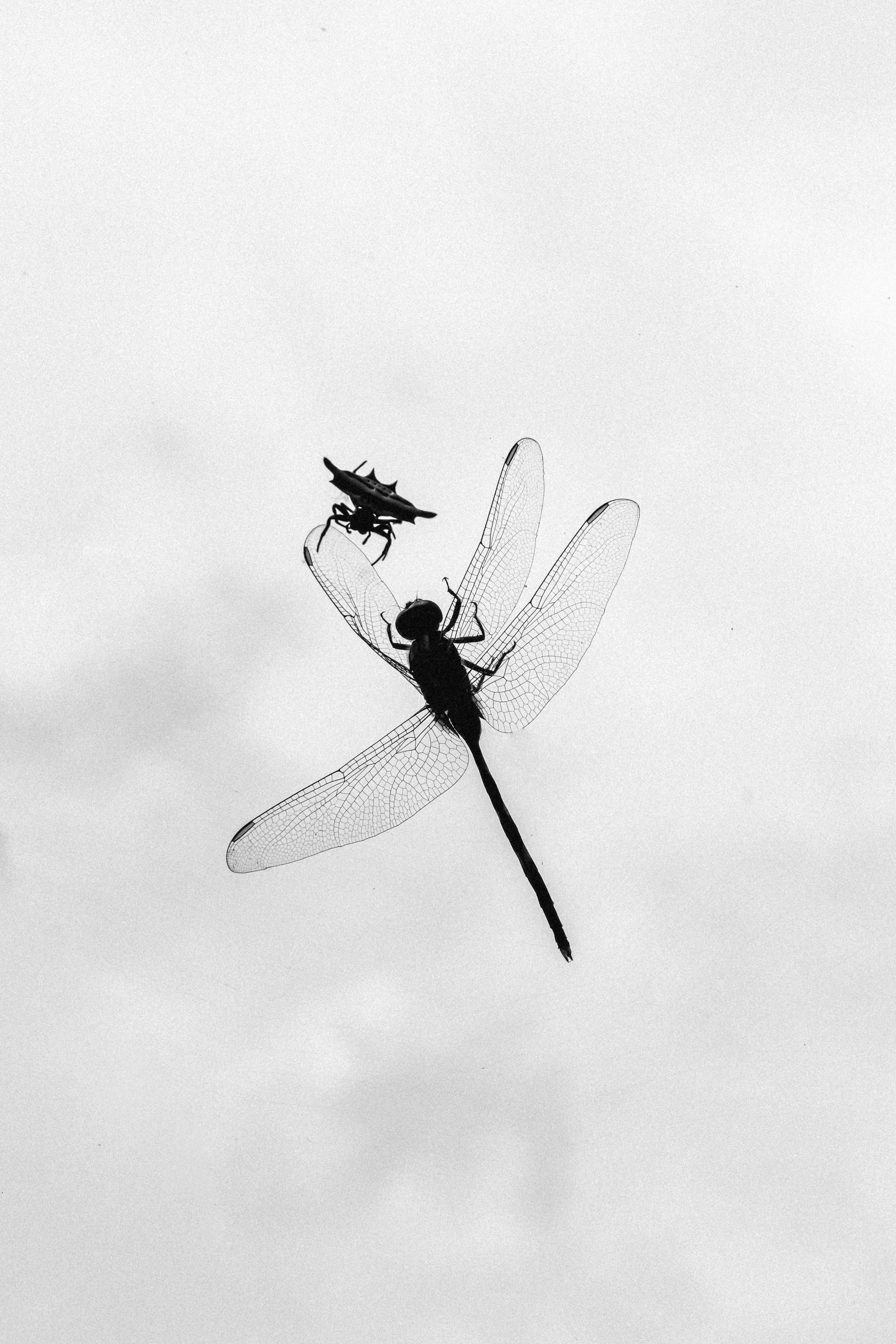 A dragonfly perched on a leaf with a spiky insect.