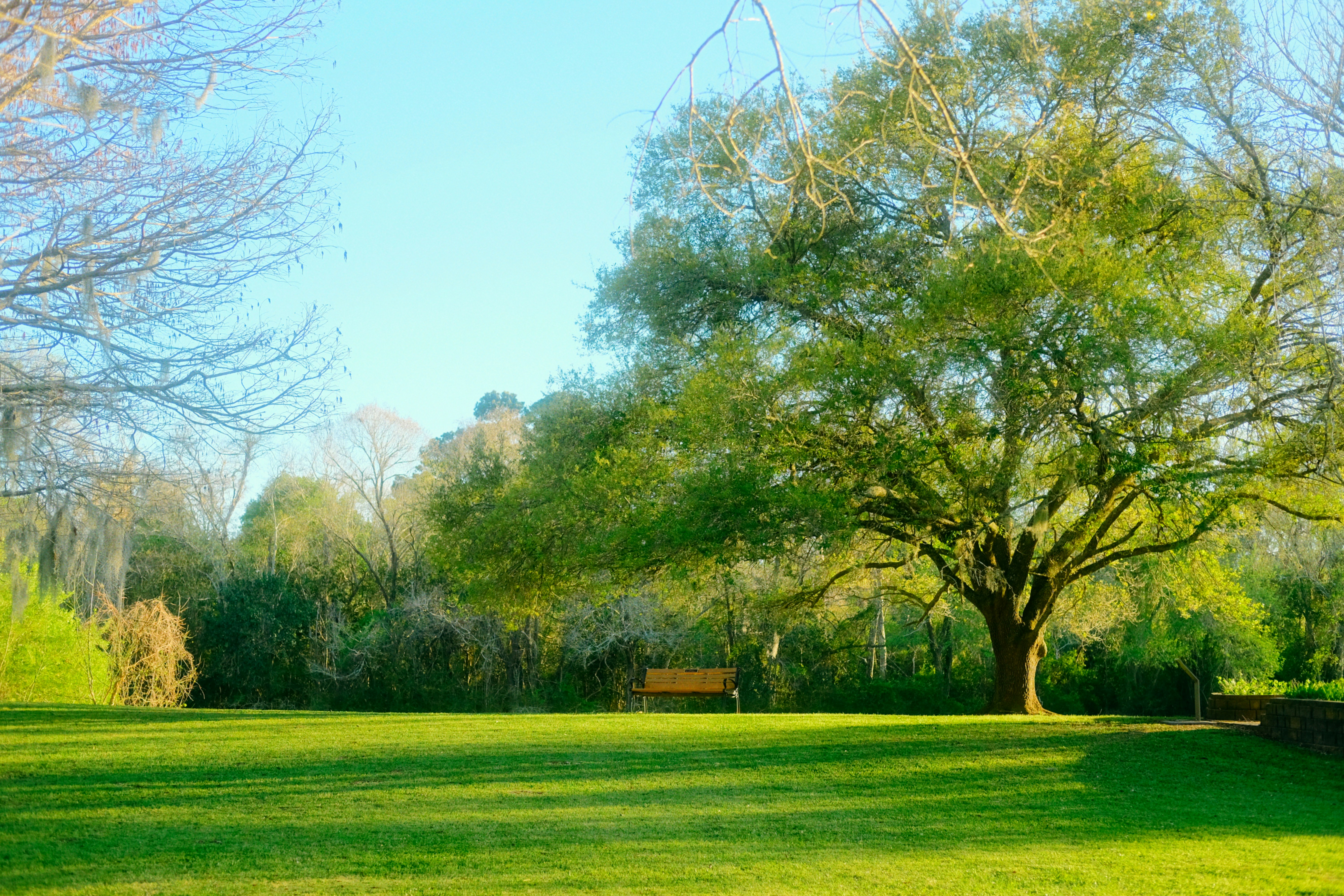 Large tree in a grassy park with a bench.
