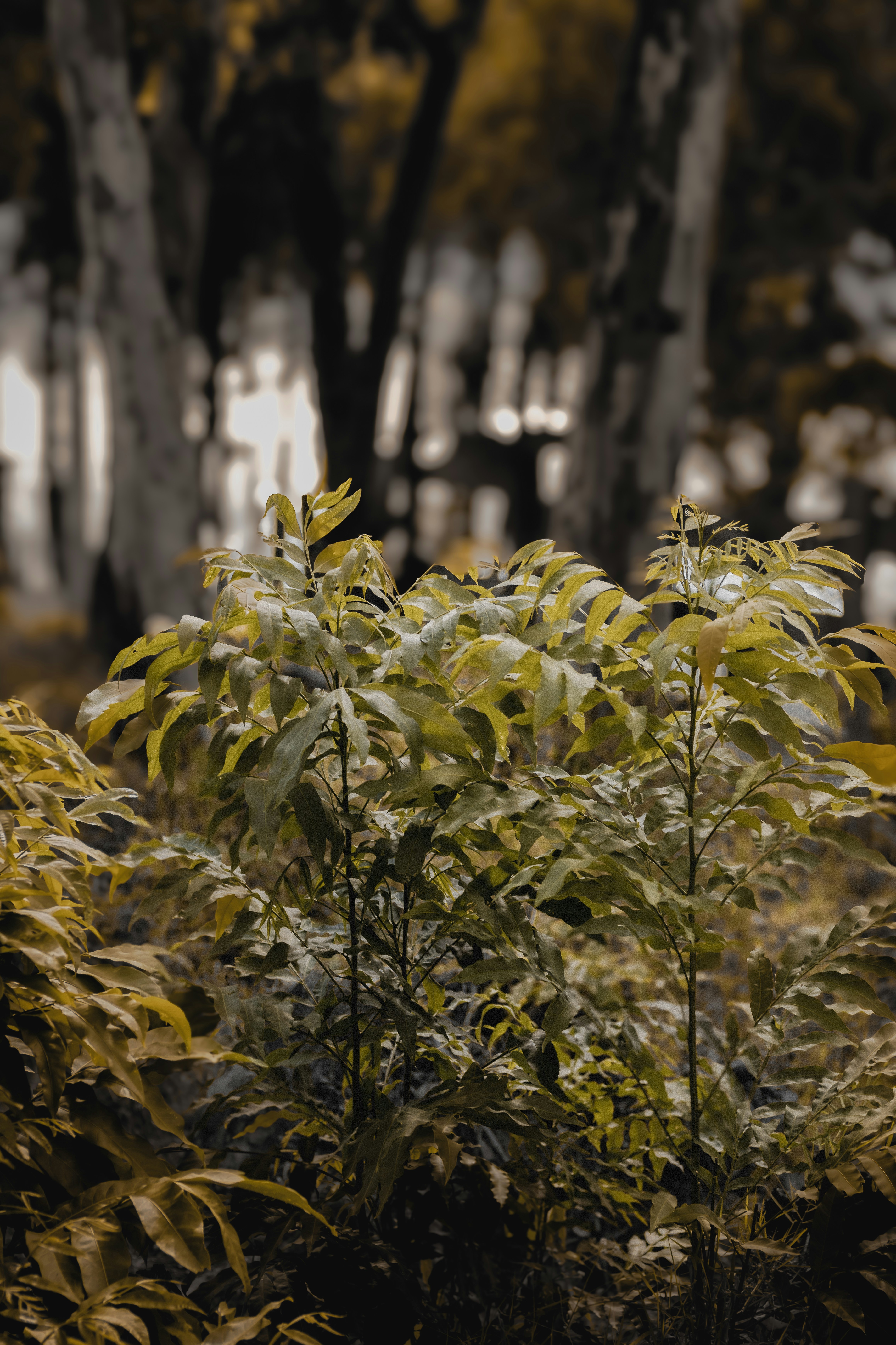 Green foliage in a softly blurred forest background