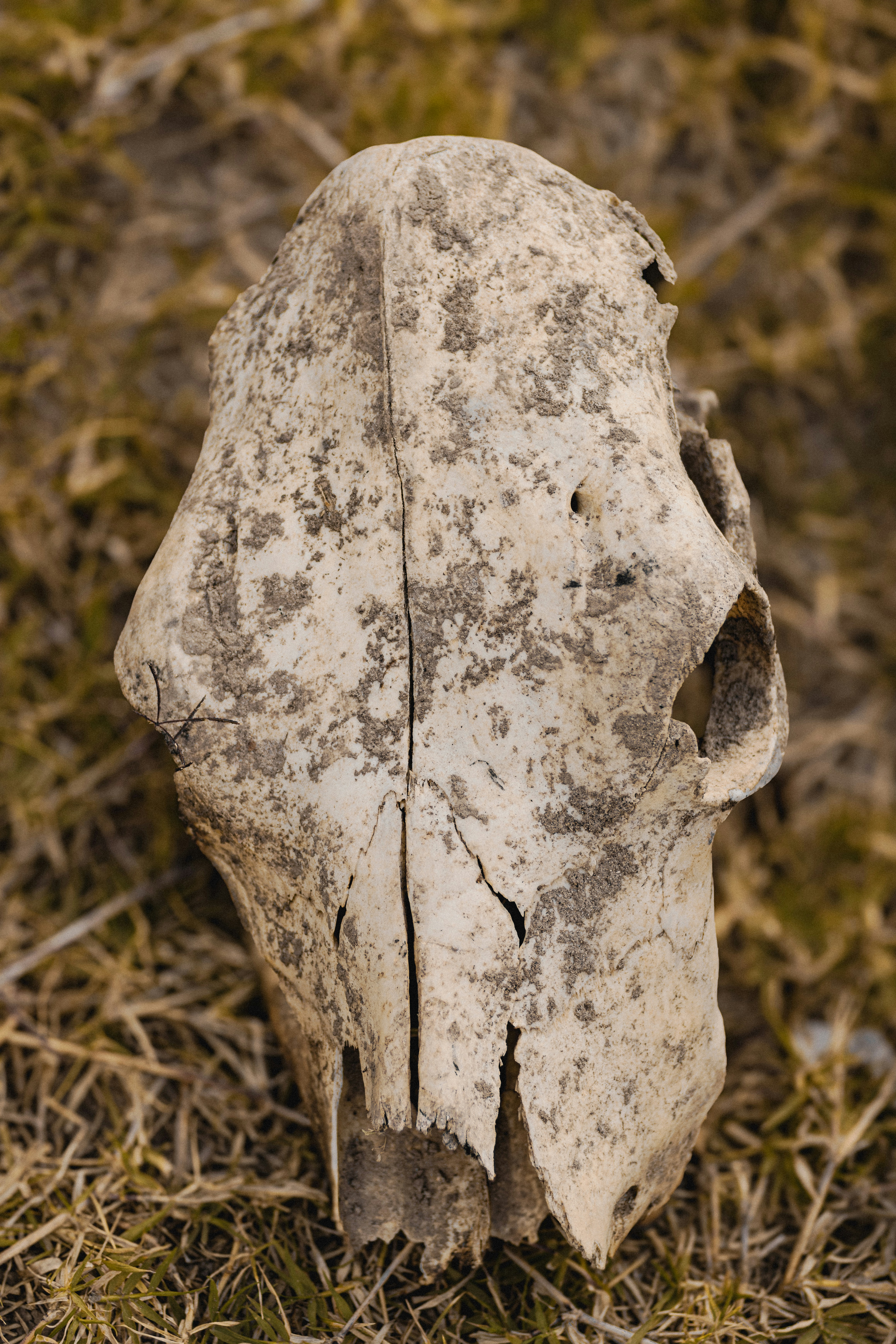 A weathered animal skull lies on dry grass.