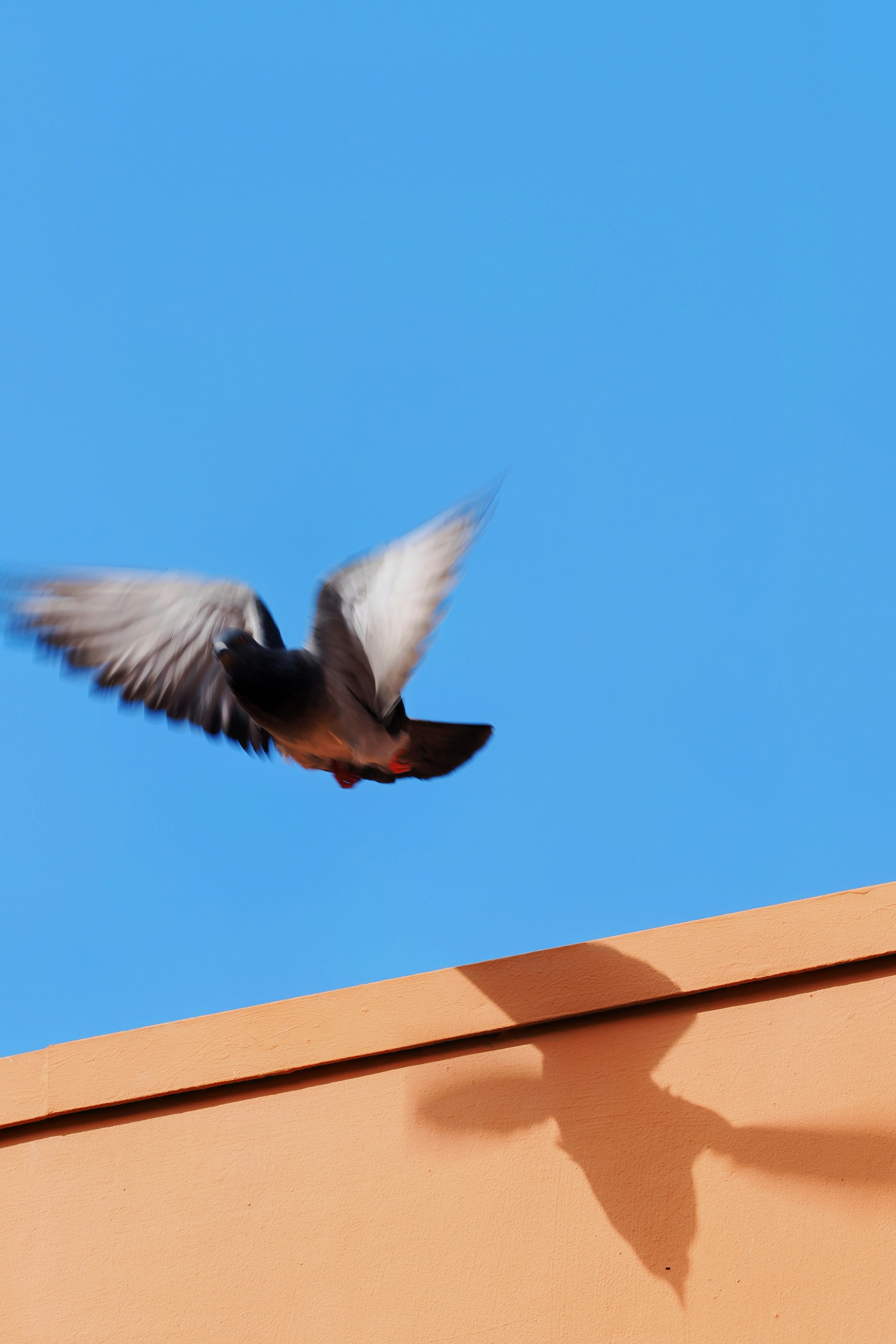 Seekor merpati terbang melawan langit biru yang jernih.