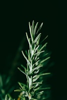 Rosemary
