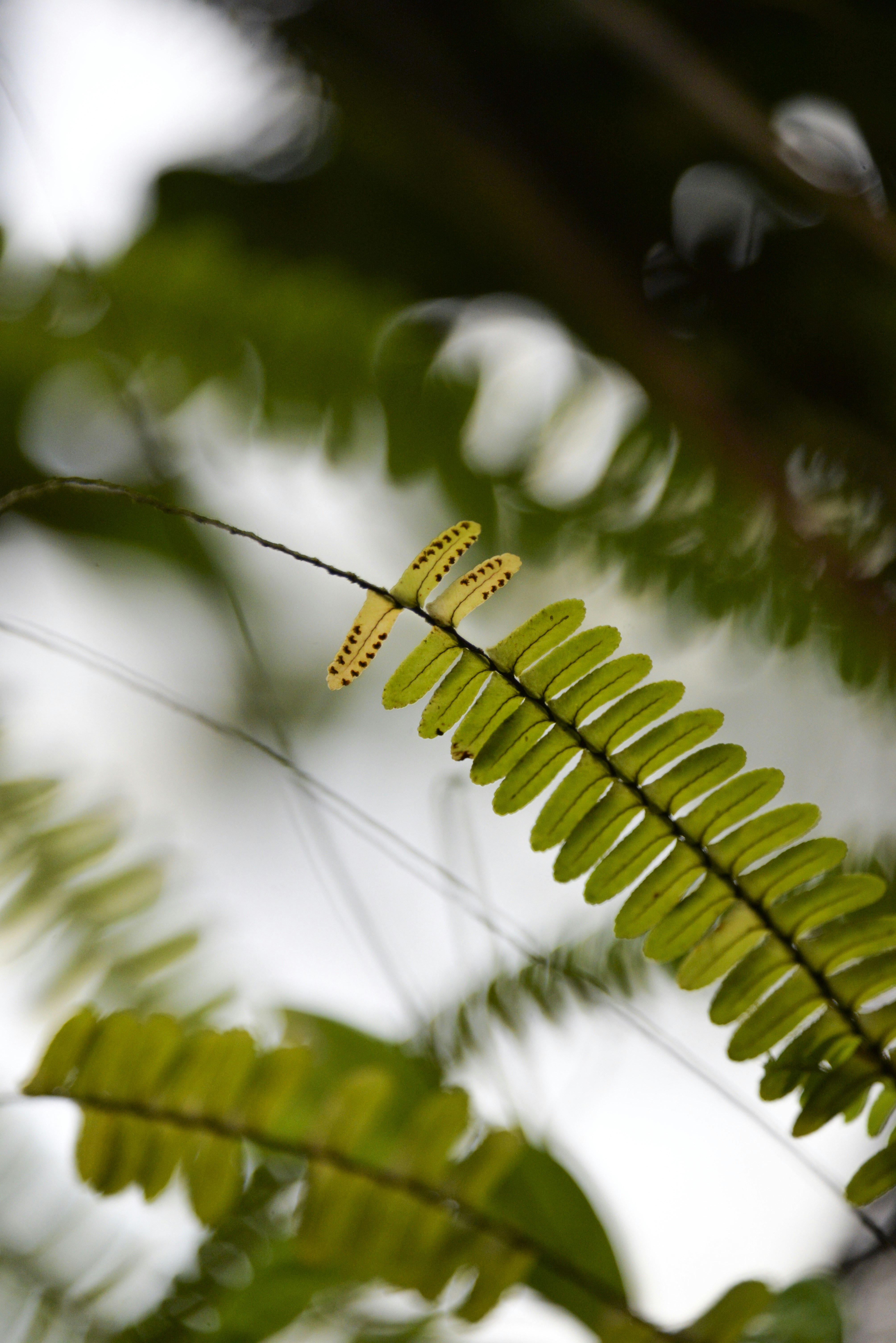 Close-up of a fern frond with yellow spores.