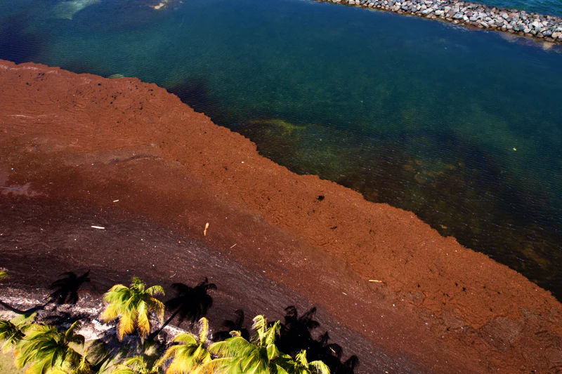 Sargassum seaweed at harvest — raw feedstock for processing