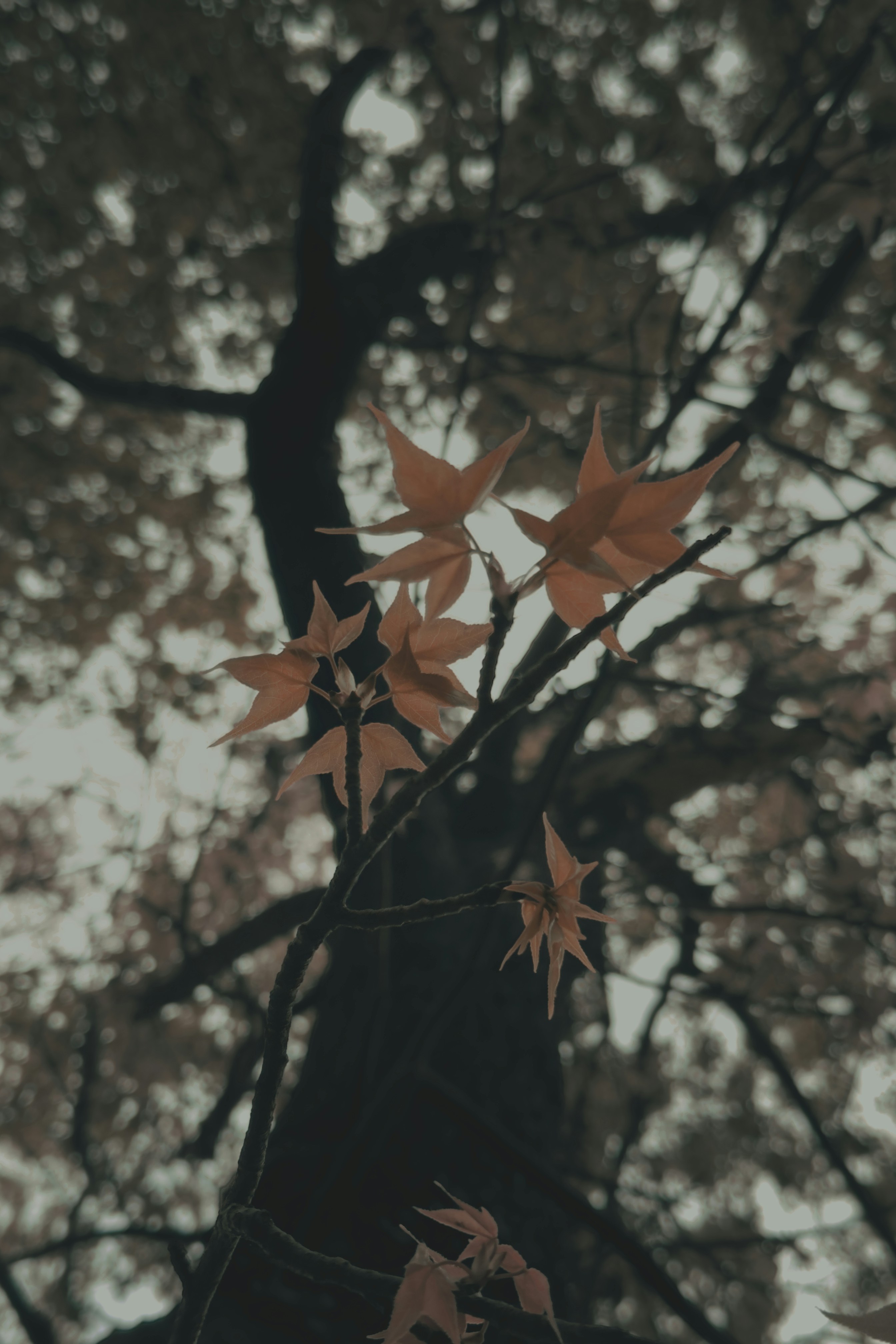Autumn leaves on a tree branch against a muted sky