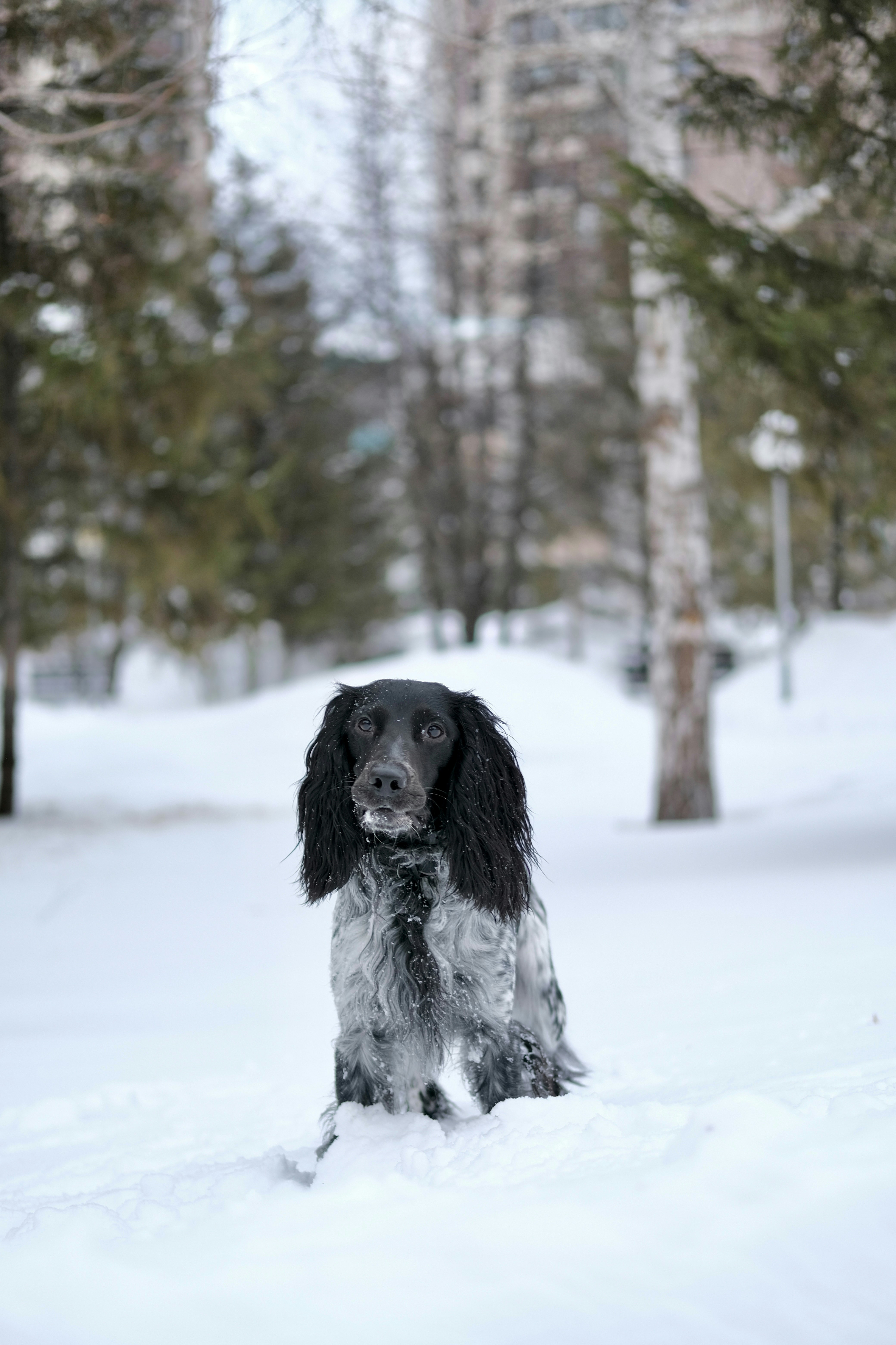A black and grey dog stands in the snow.