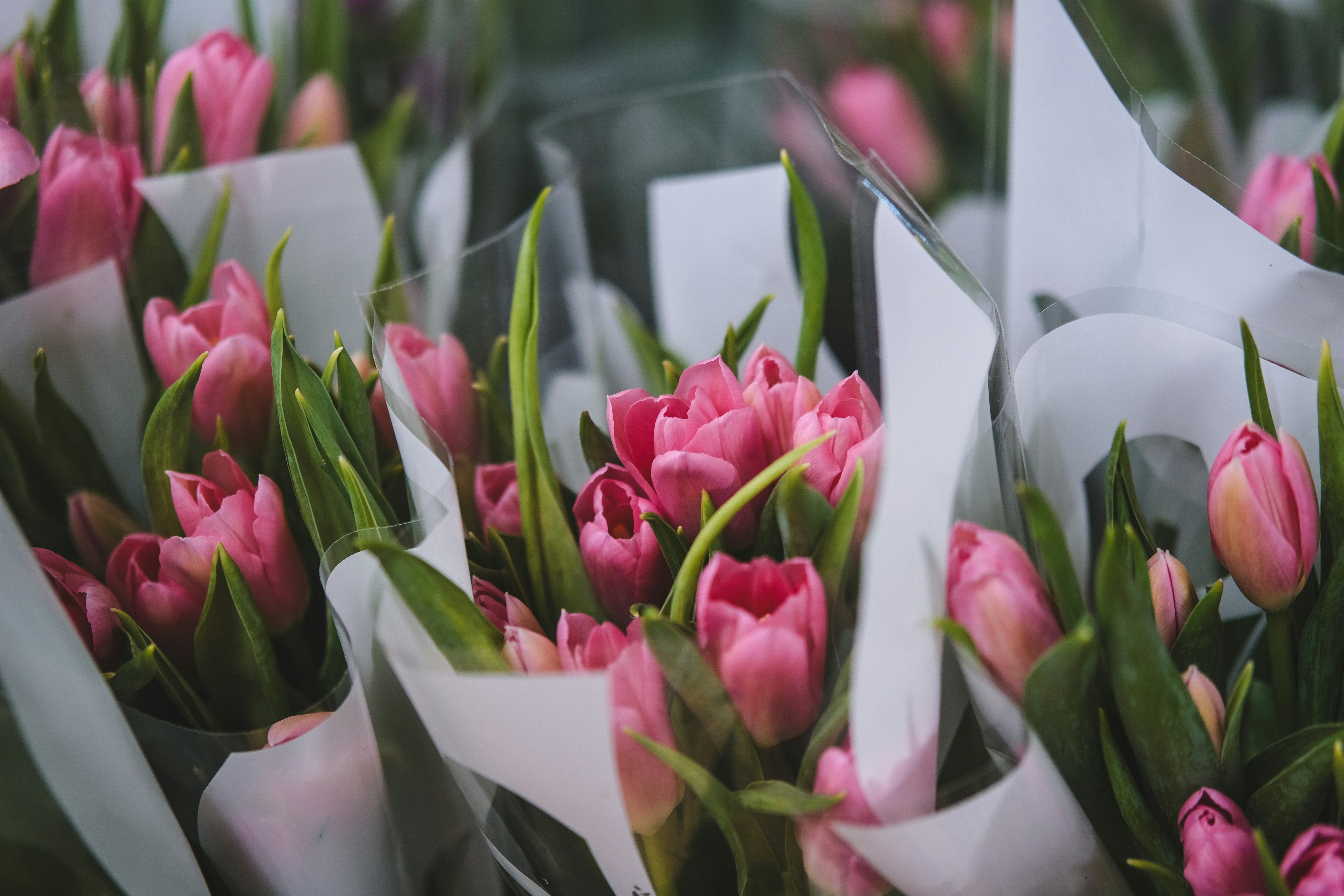 Bouquets of pink tulips wrapped in paper