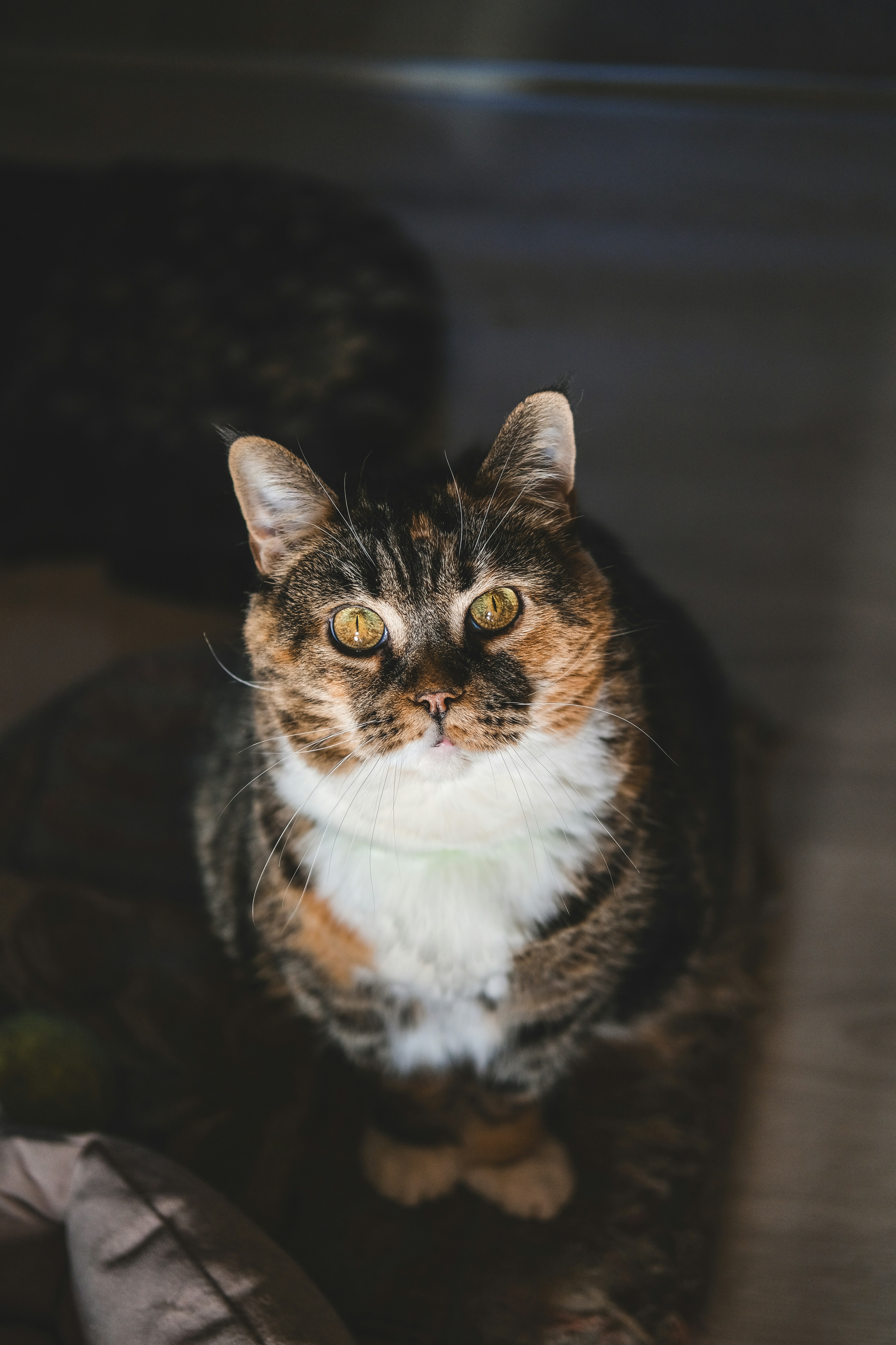 A calico cat with yellow eyes looks up.
