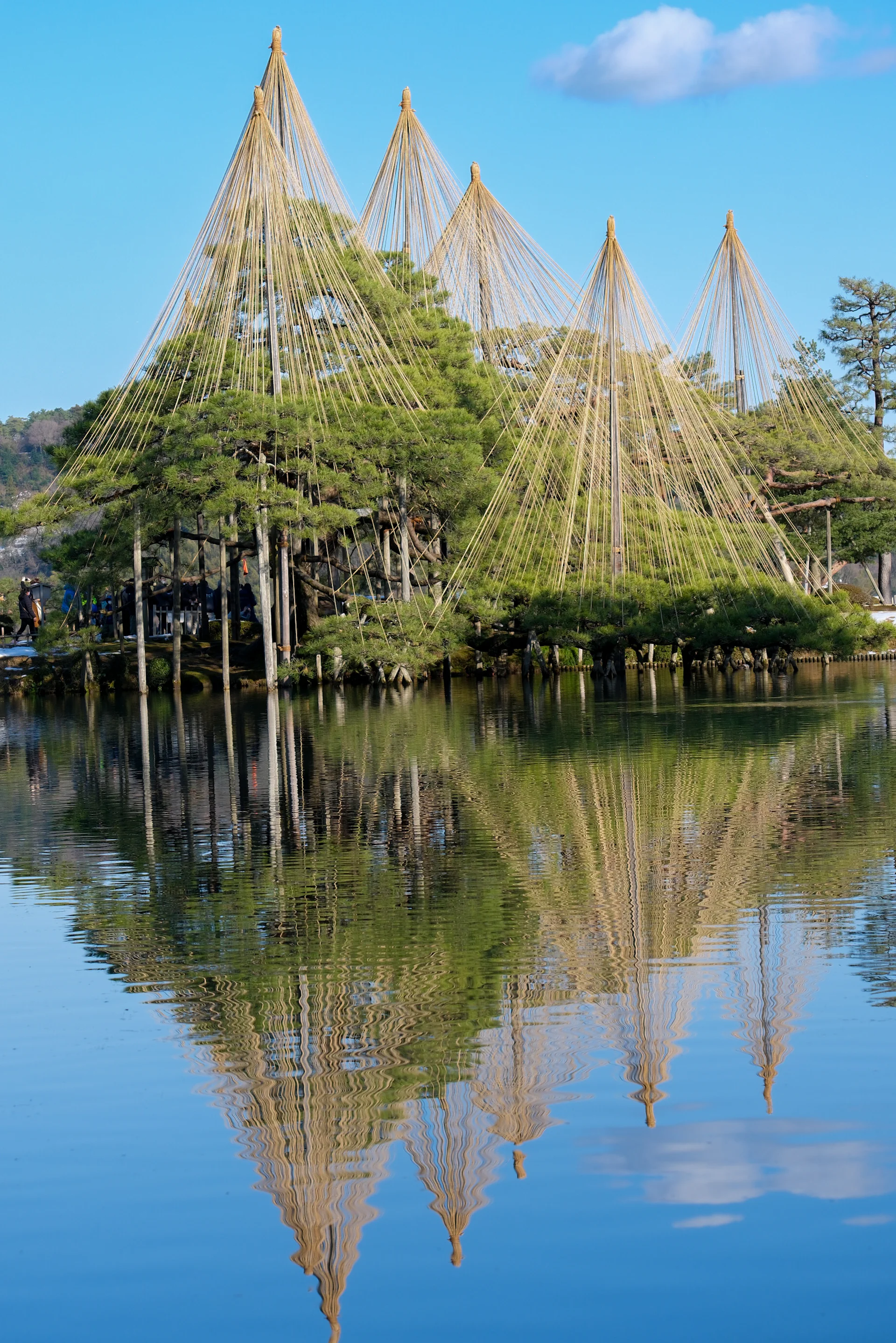 Pine trees with yukitsuri rope supports reflected in a garden pond