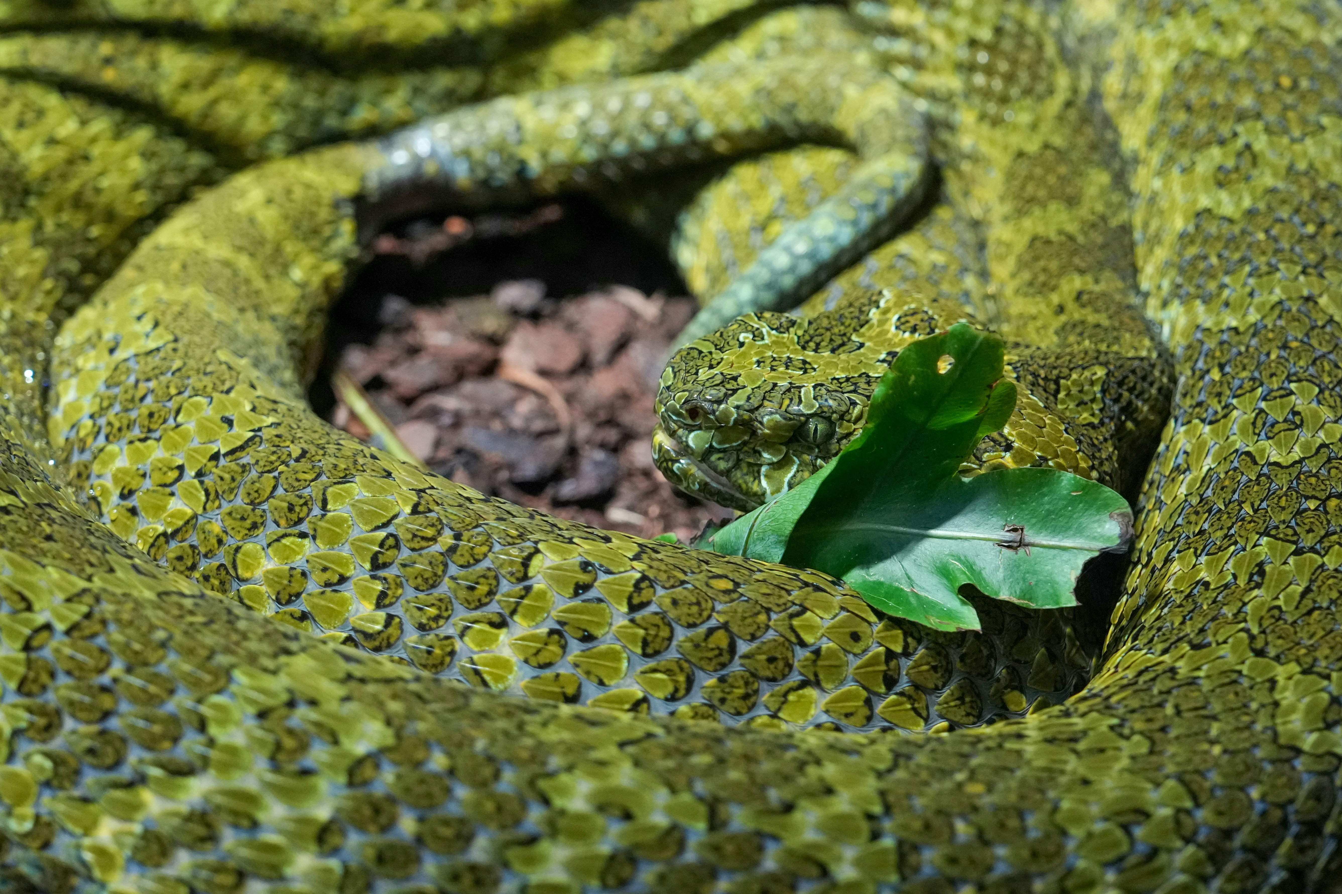 A coiled green snake with textured scales rests near foliage.
