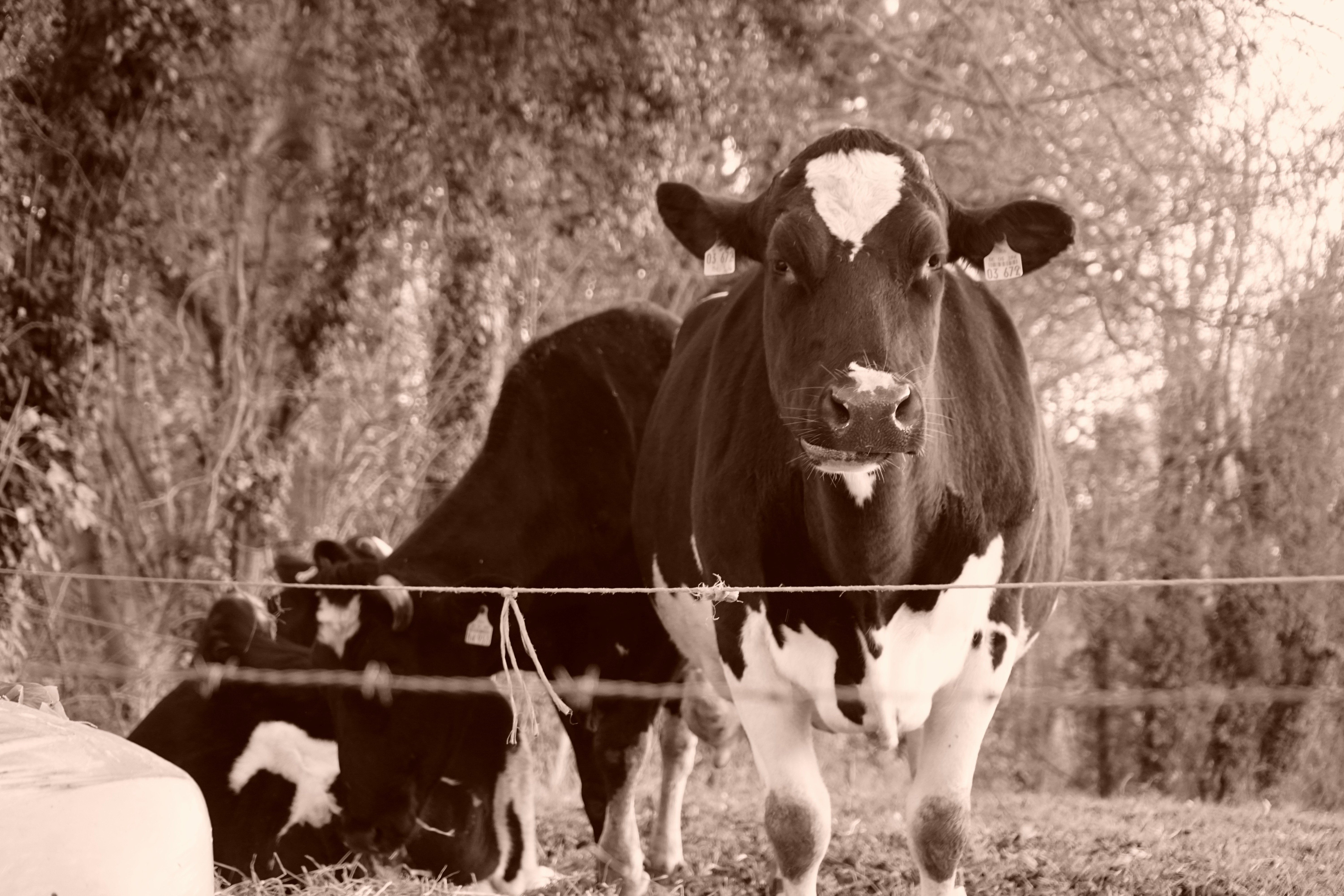 Photo by oyutjargalsaikhan