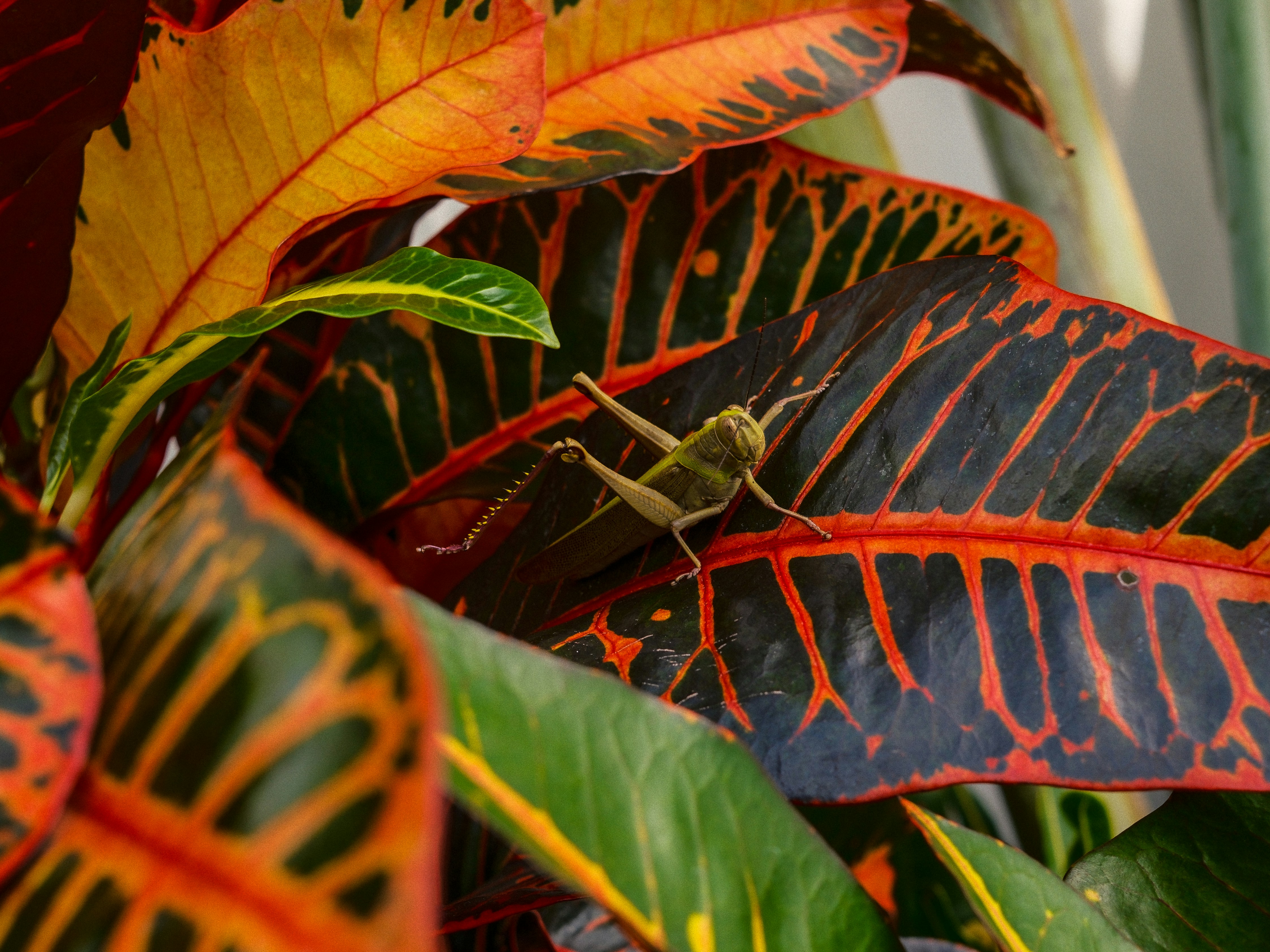 Grasshopper resting on colorful tropical leaves