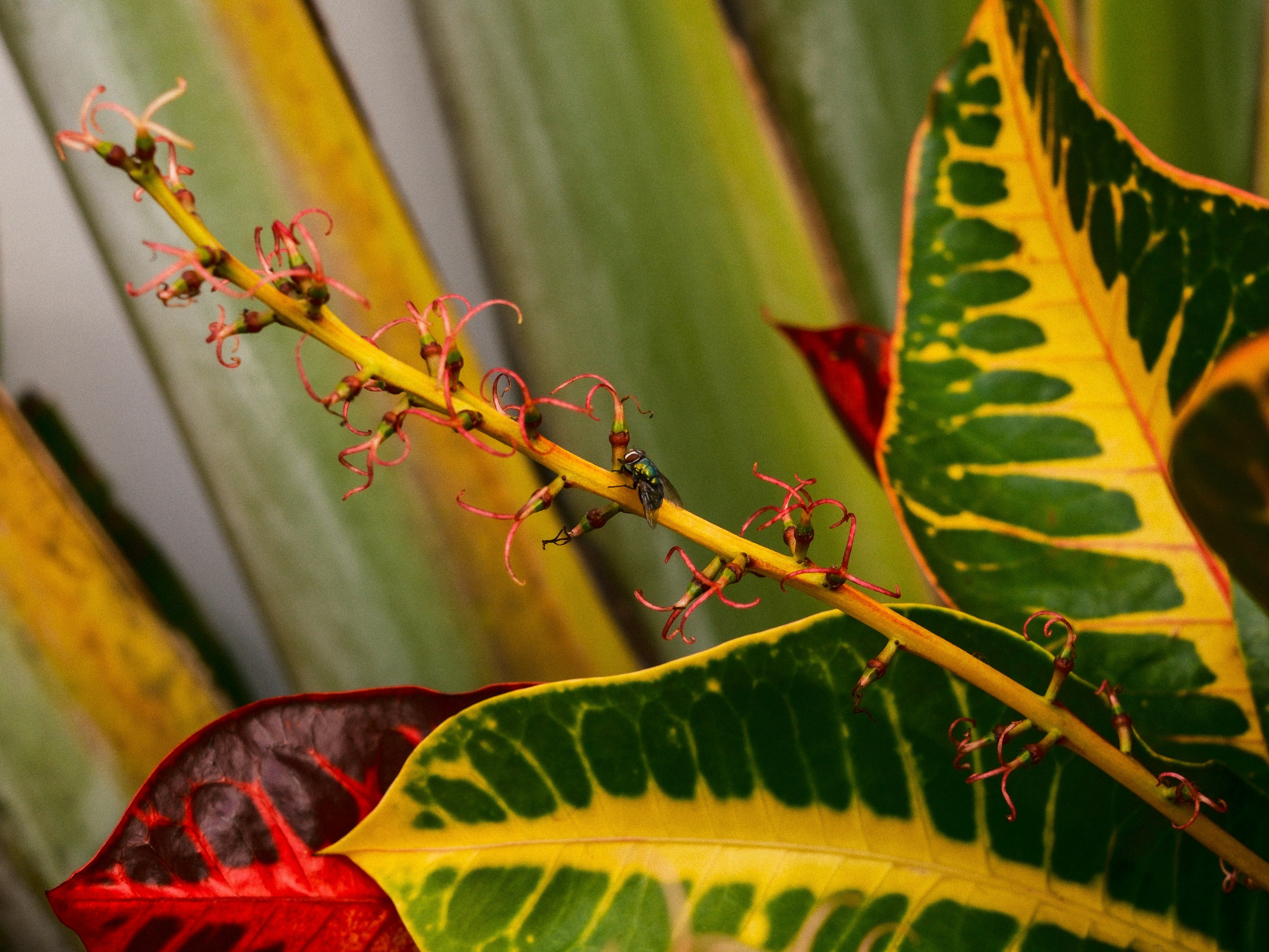 Close-up of a vibrant croton plant with colorful leaves.