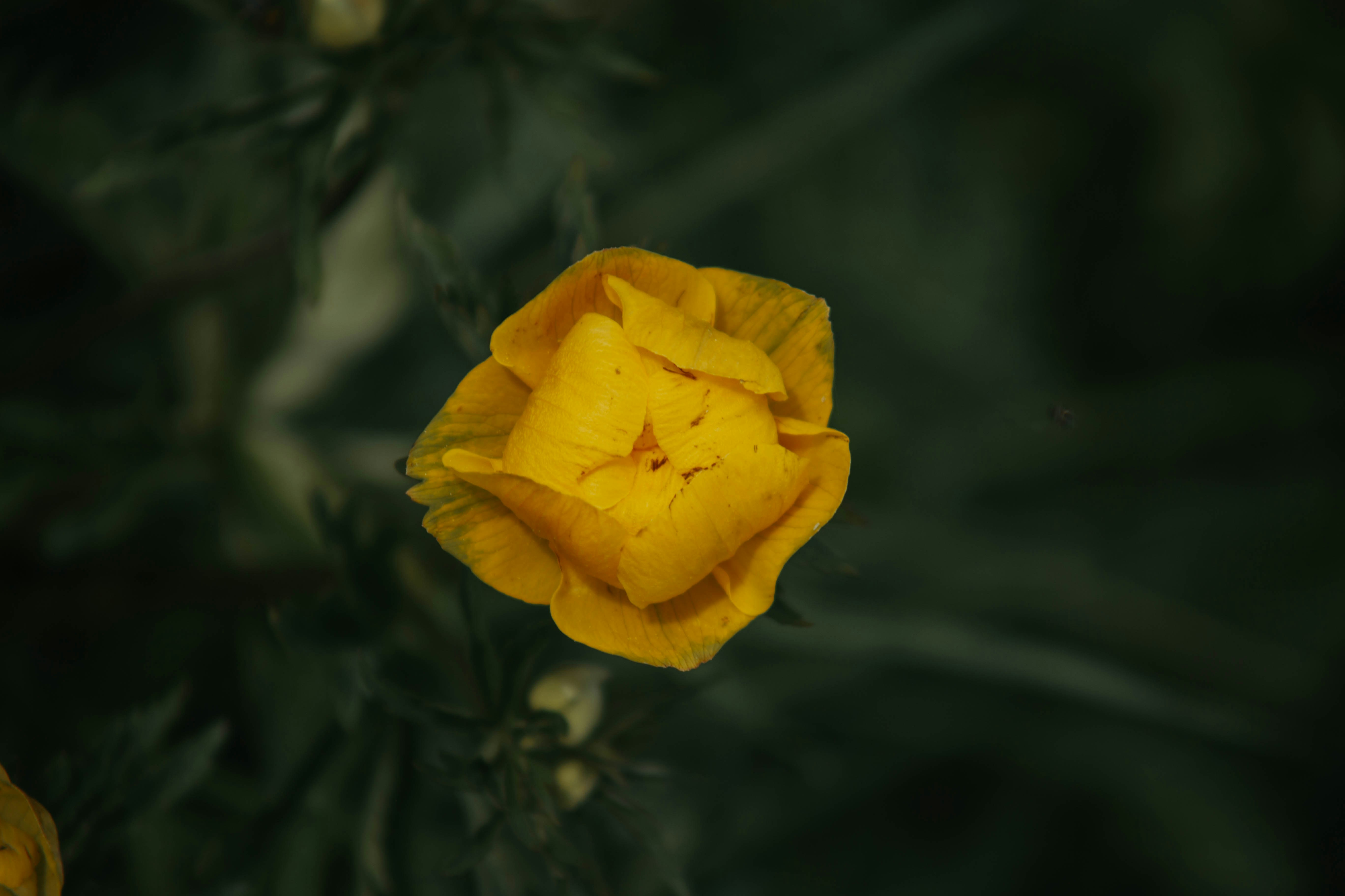 Photo by rozanovz