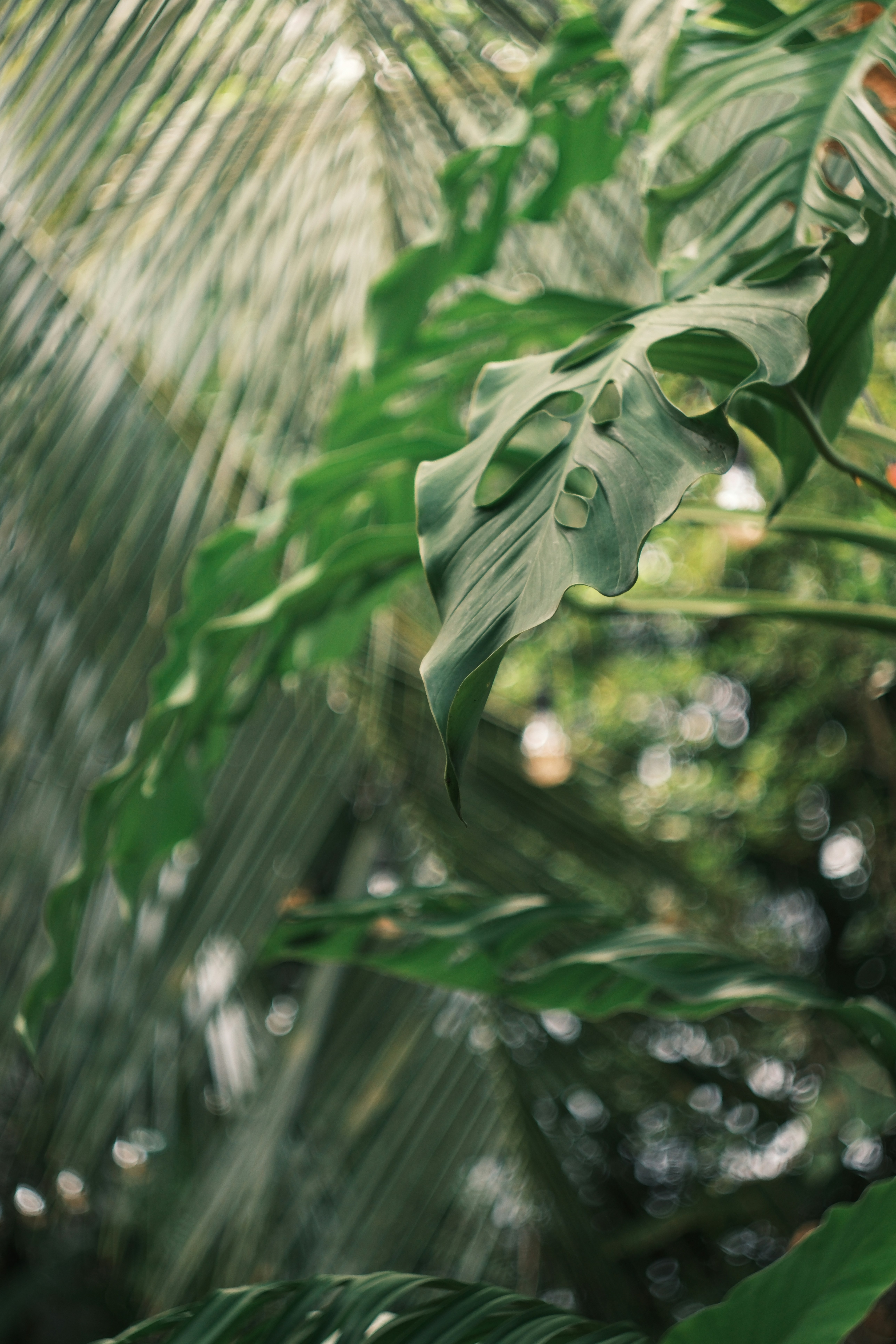 Photo by phuocsangvn