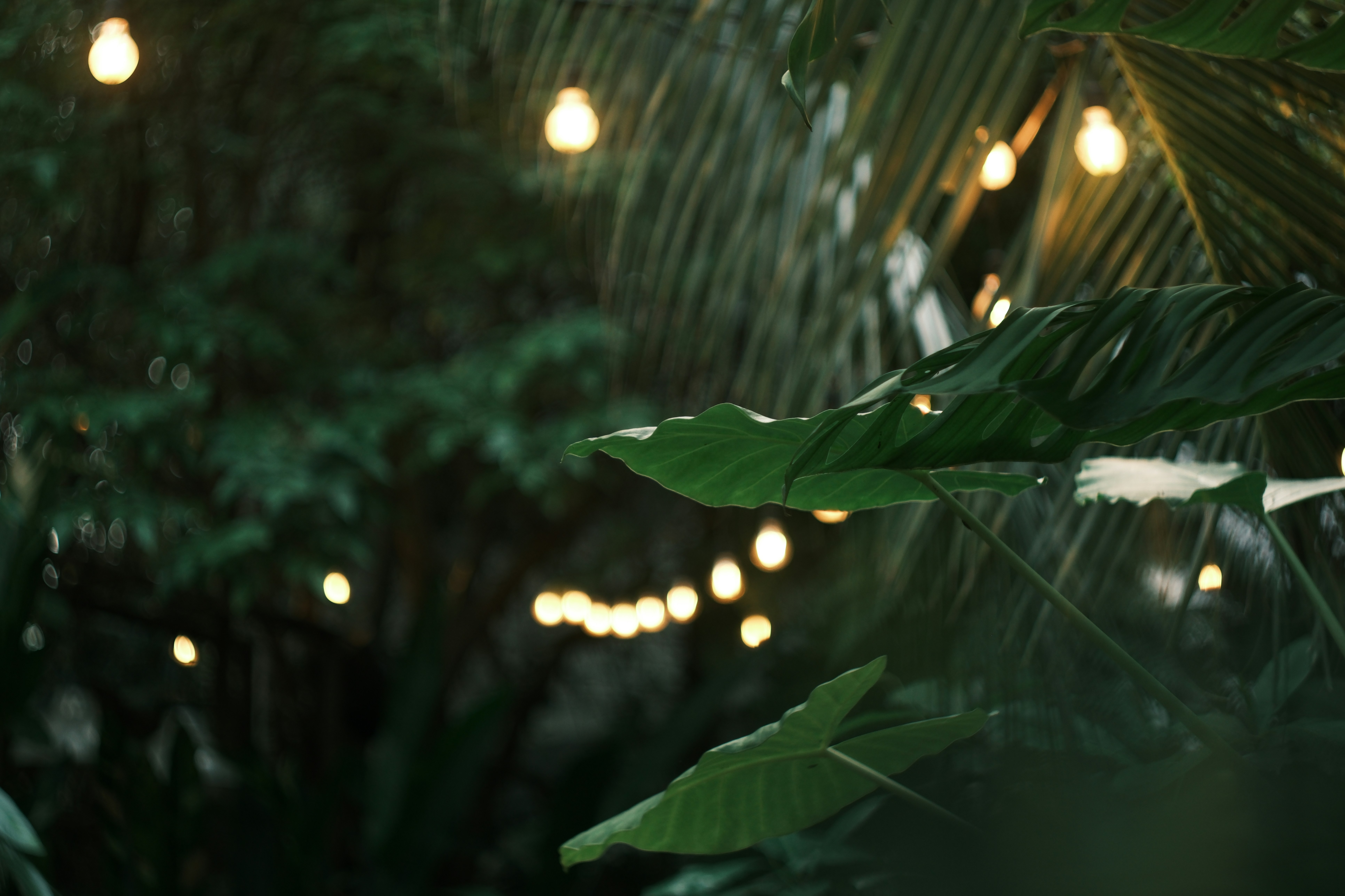 Photo by phuocsangvn