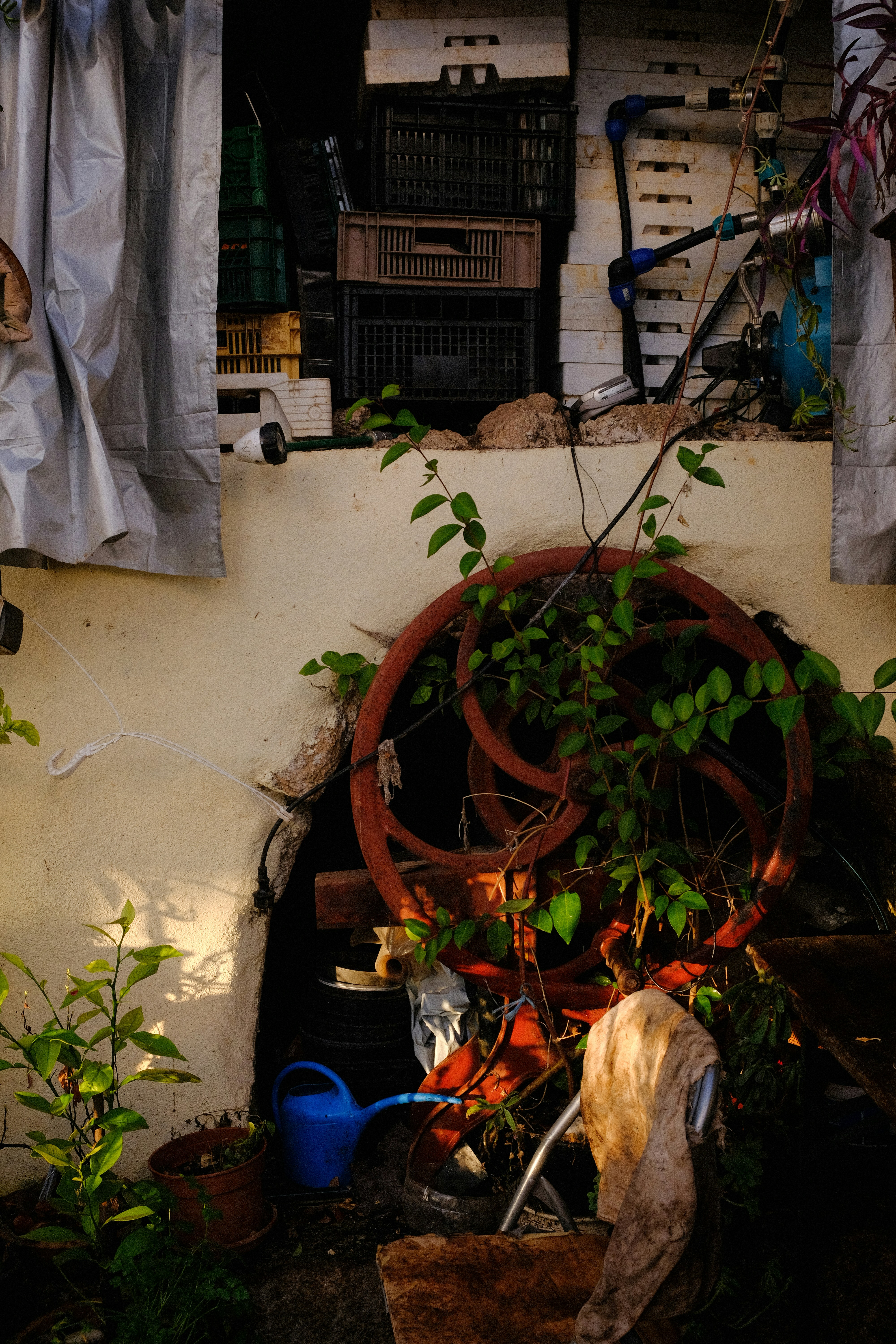 Overgrown garden with red wheel and watering can