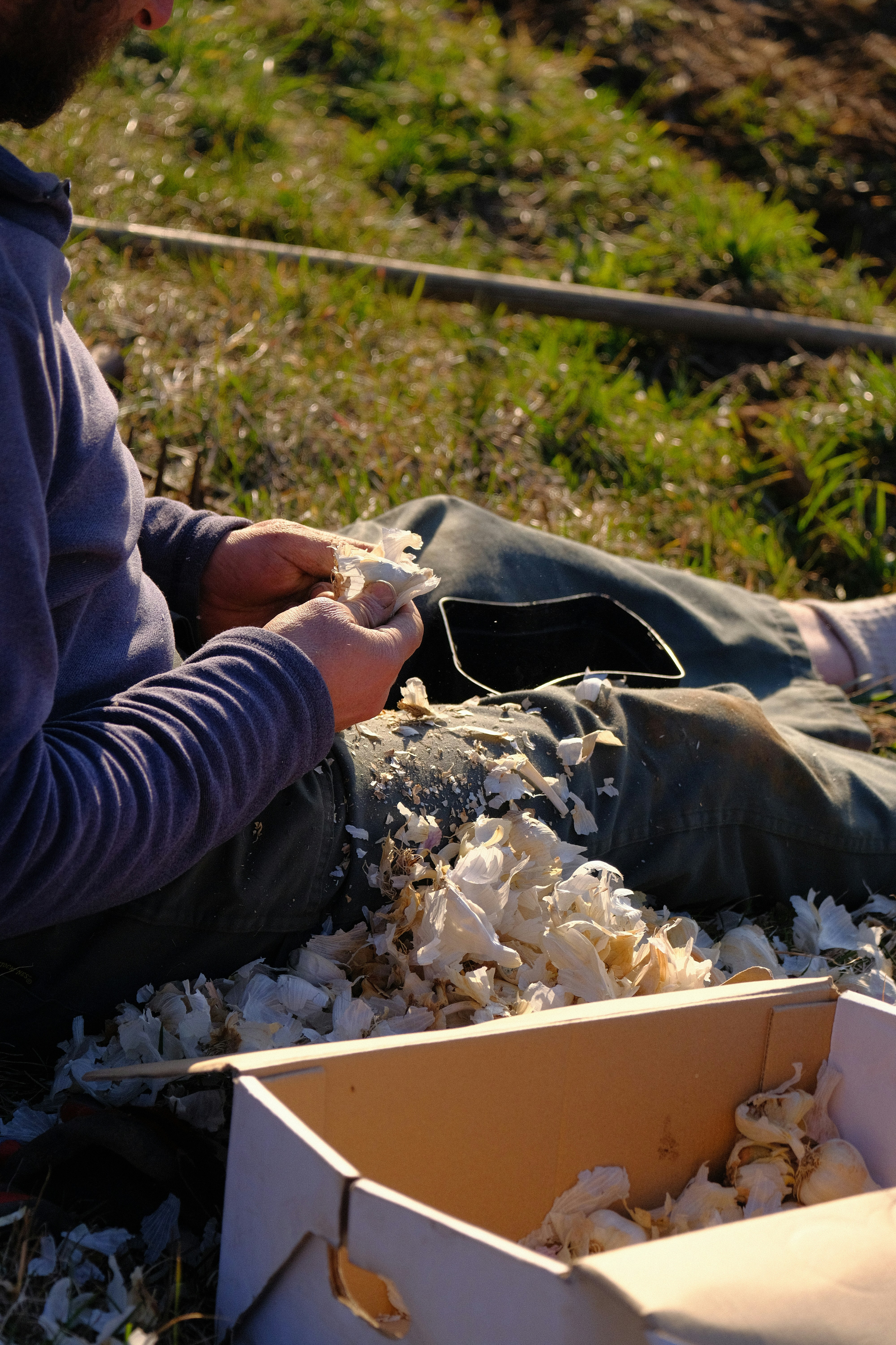 mushroom extraction