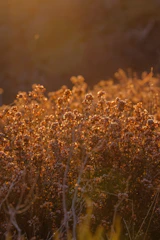 Golden hour light illuminates dry wildflowers in a field.