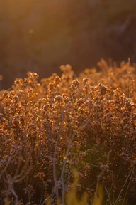 Golden hour light illuminates dry wildflowers in a field.
