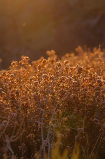 Golden hour light illuminates dry wildflowers in a field.