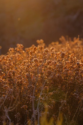 Golden hour light illuminates dry wildflowers in a field.