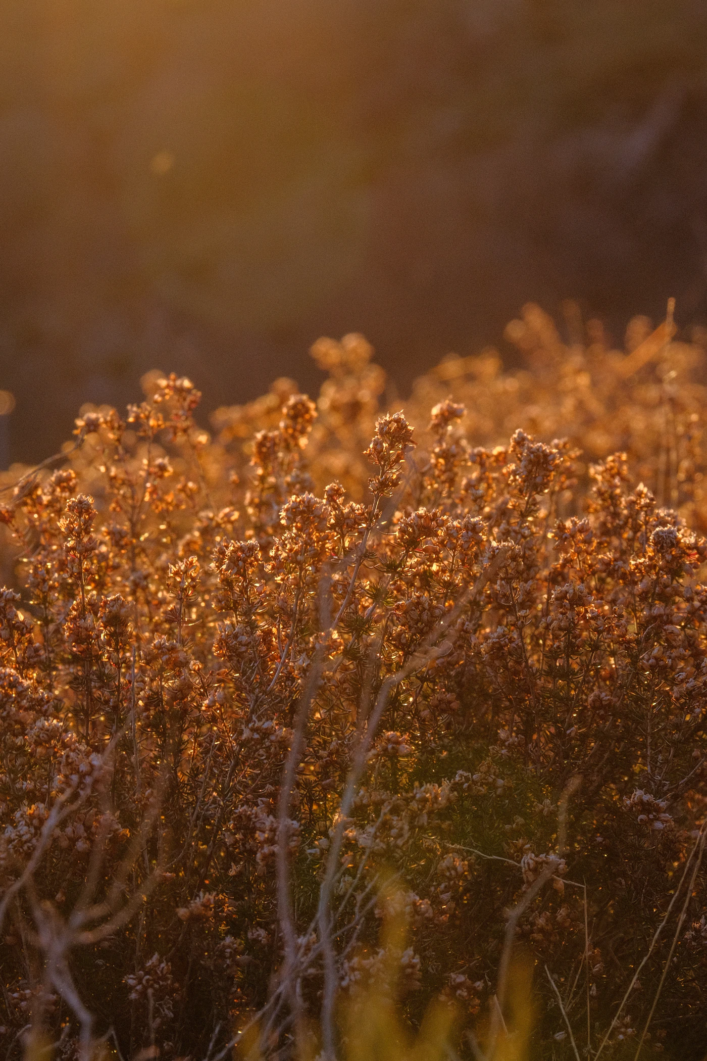 Un champ de fleurs sauvages dans une lumière dorée de fin de journée