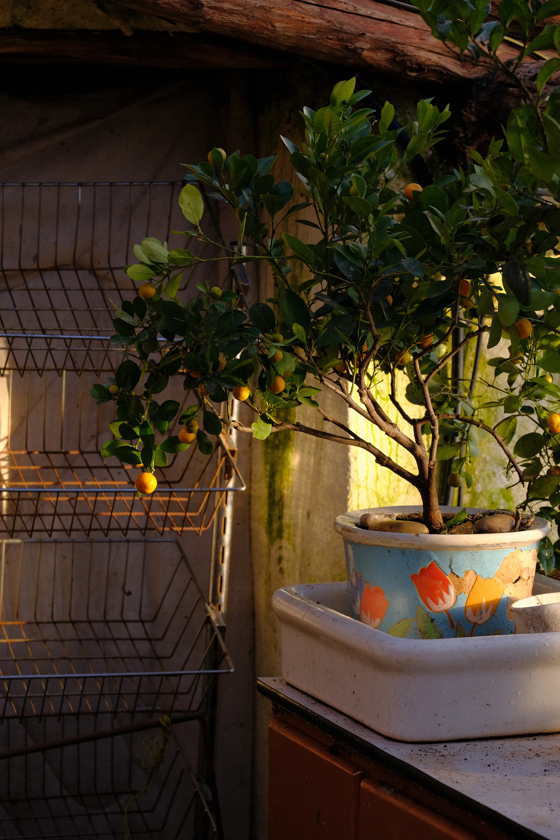 A small citrus tree carrying orange fruit in a painted pot, lit by low sun on an outdoor bench