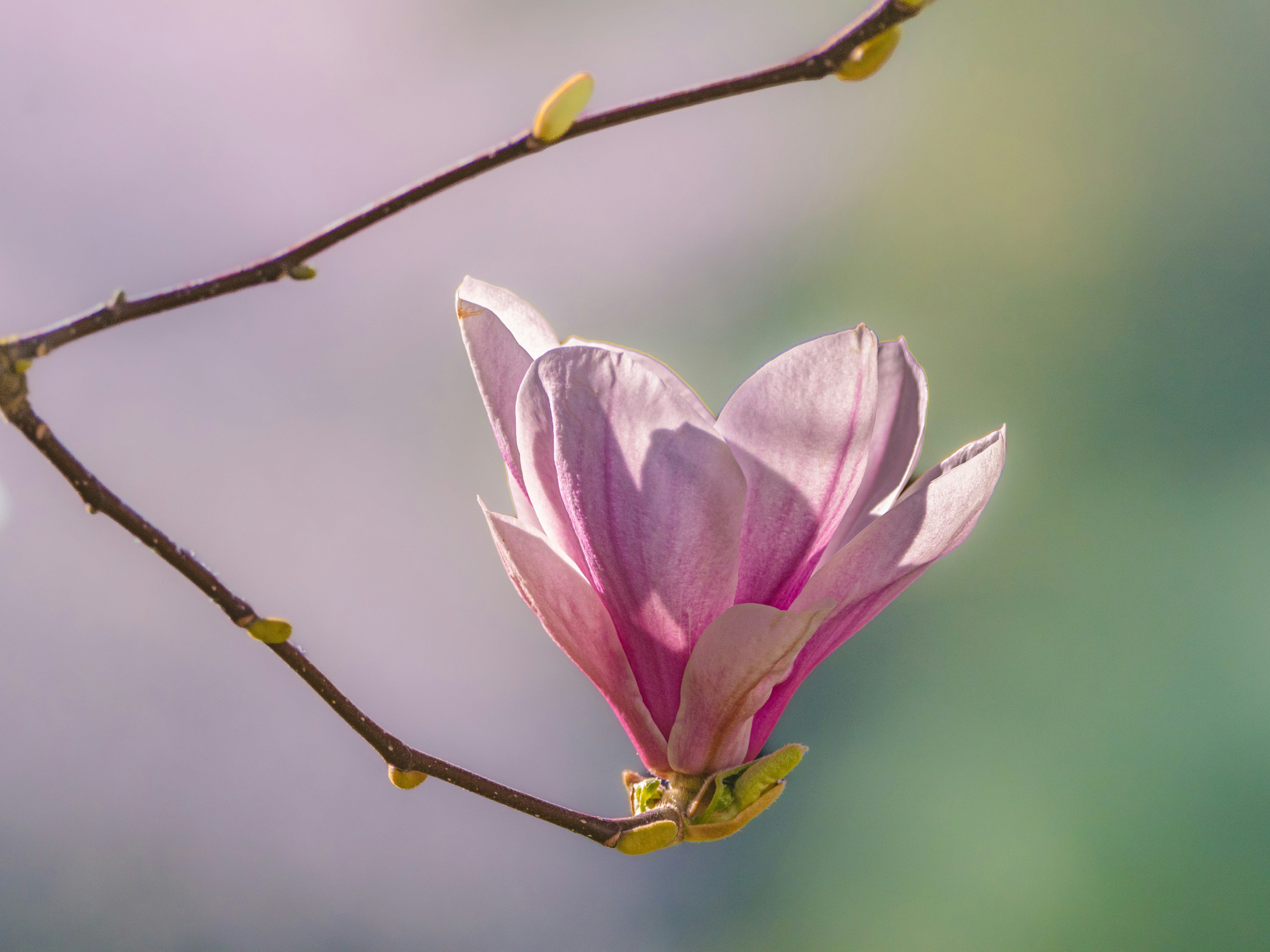 A delicate pink magnolia flower blooms on a branch.