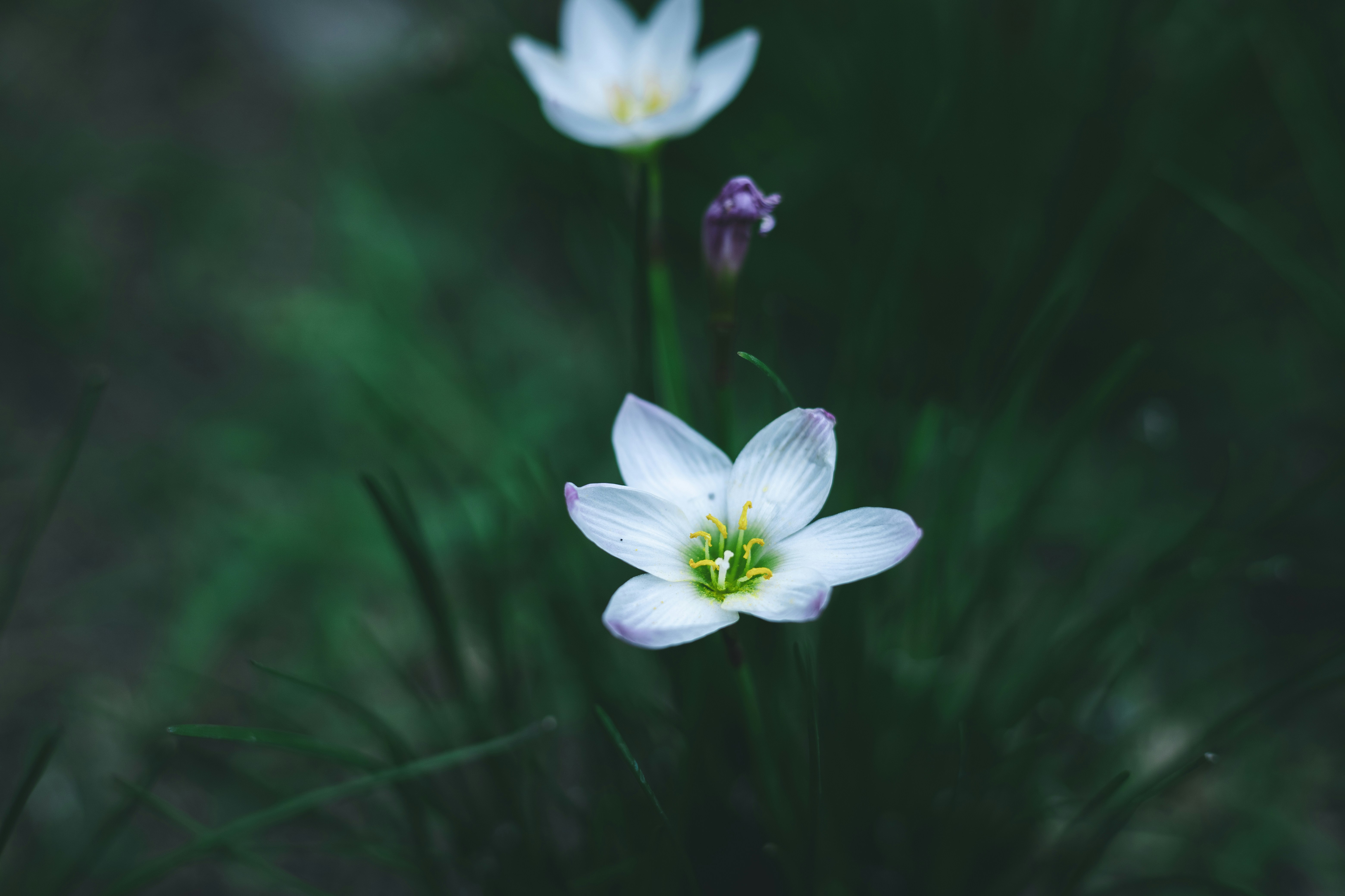 Photo by rrodriguesim