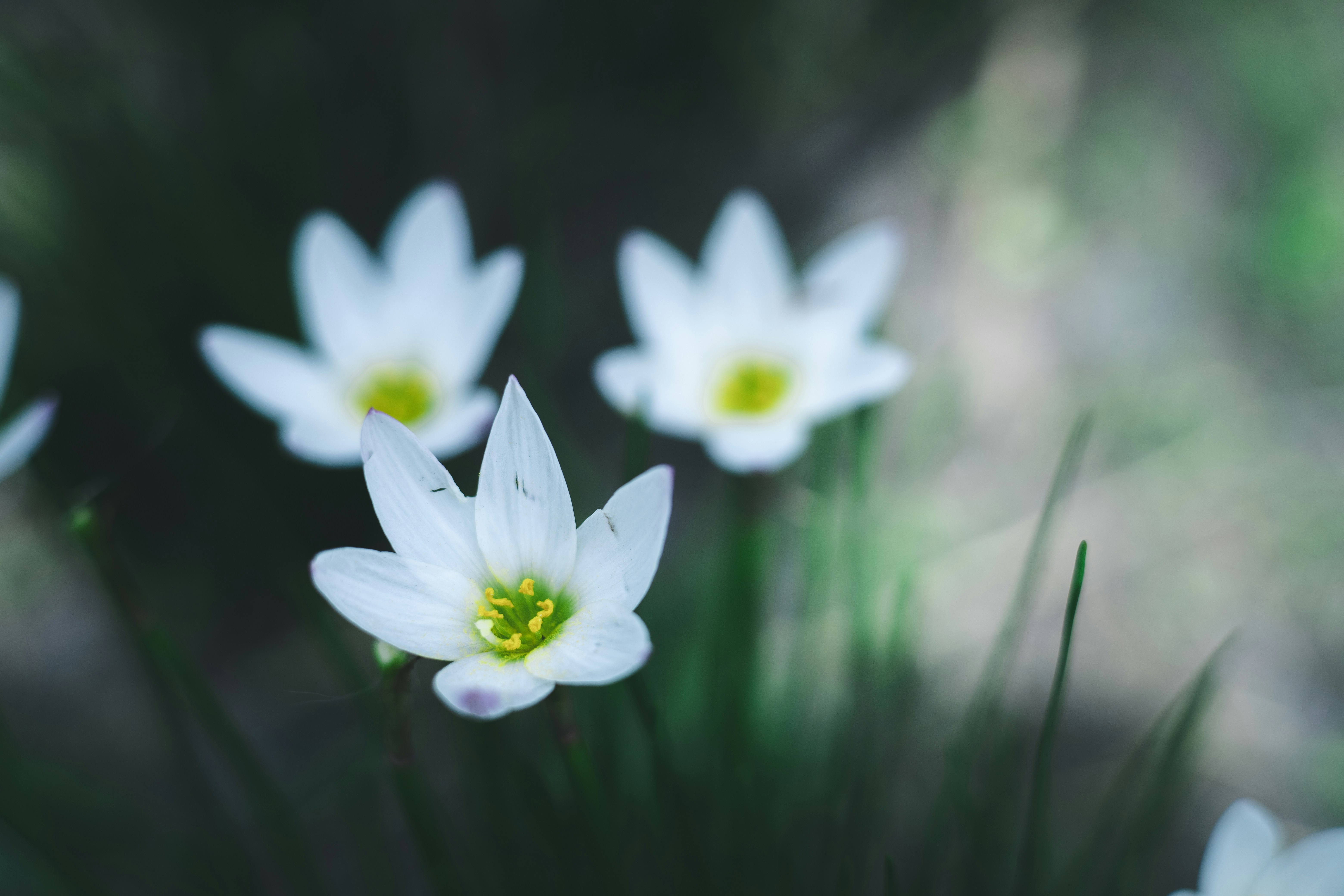 Photo by rrodriguesim