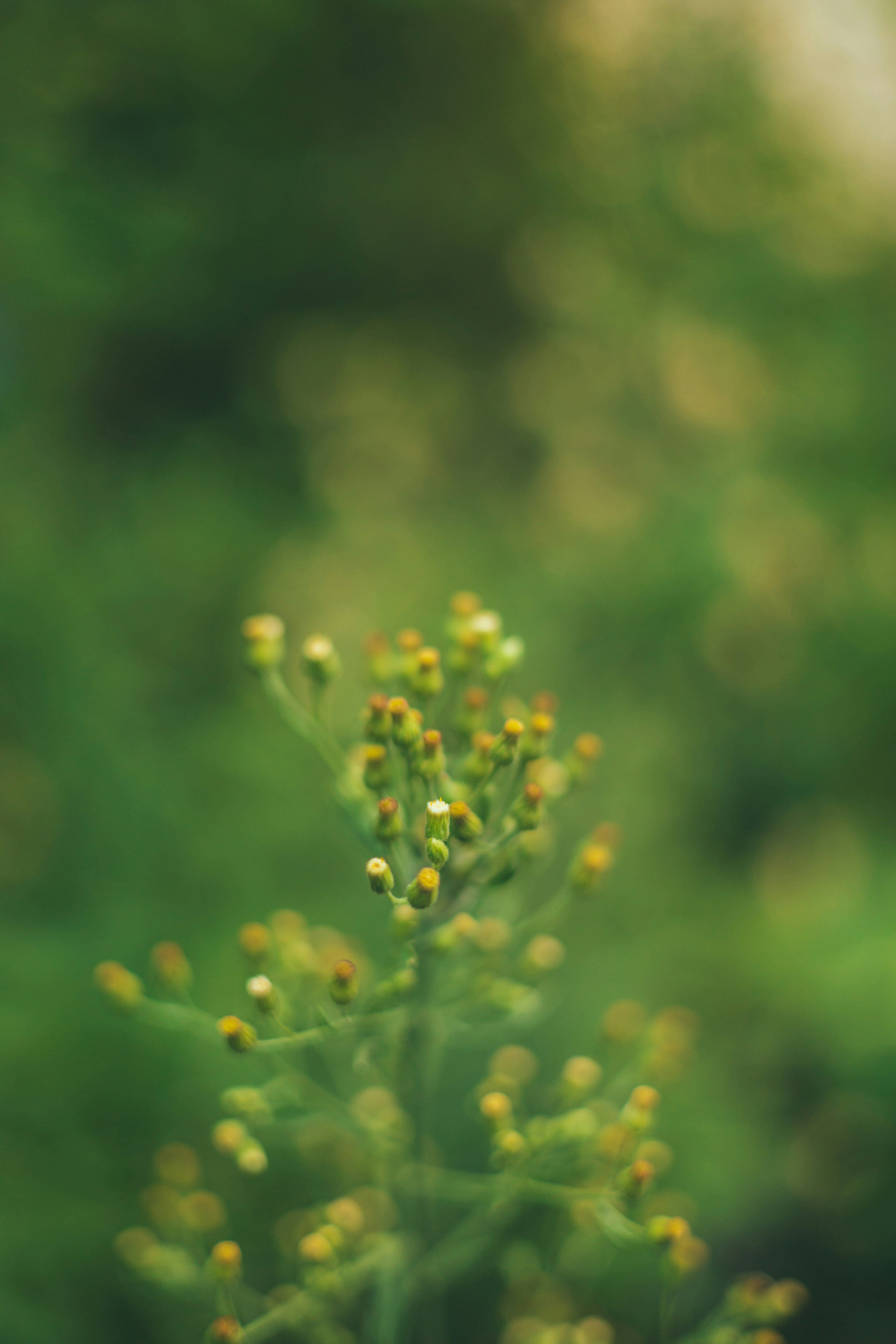 Photo by rrodriguesim