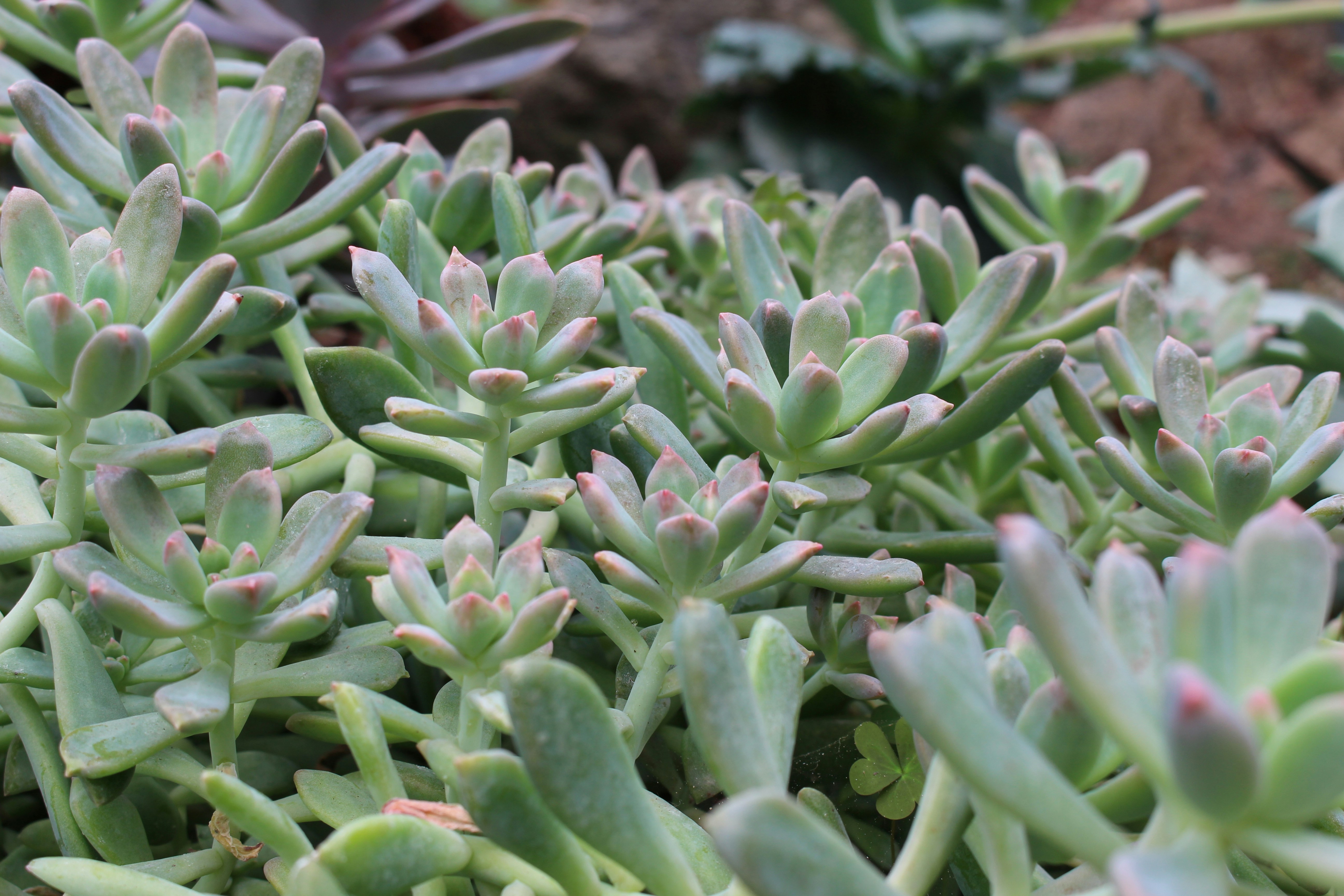 low maintenance home