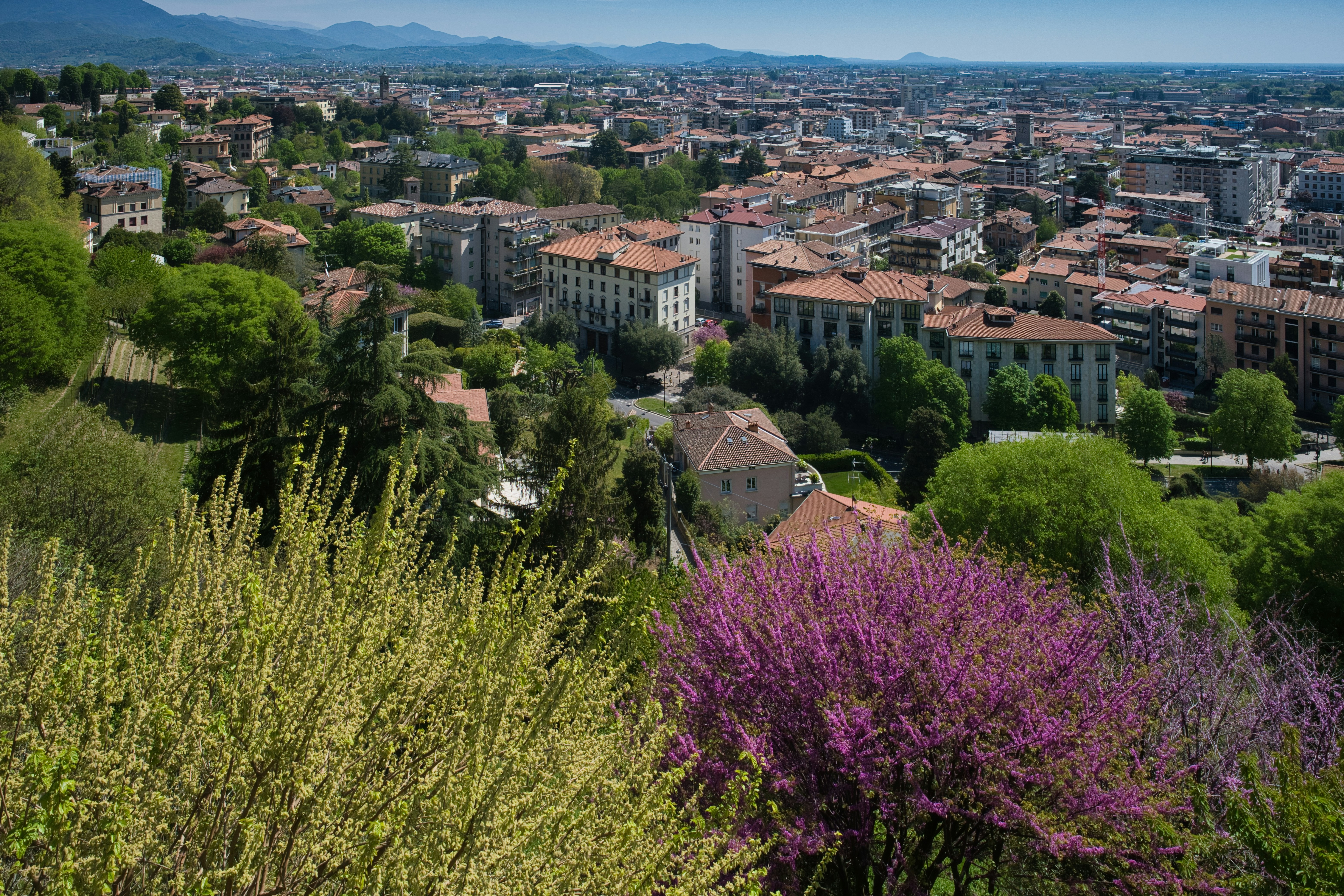 View of a city skyline with lush green trees.