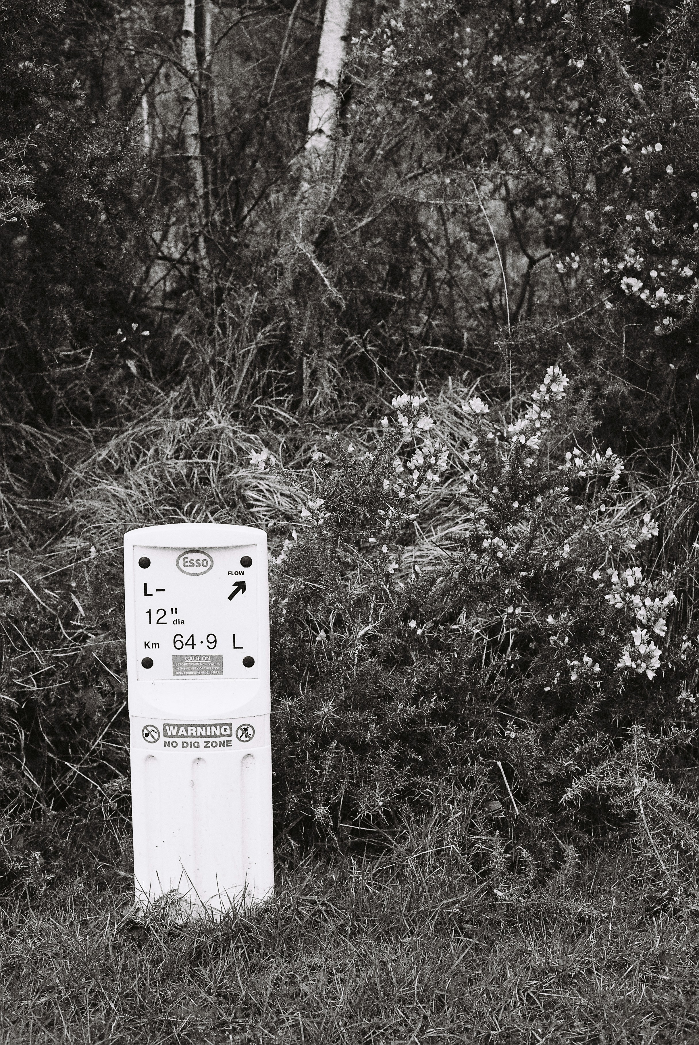 Photo by tanyabarrow