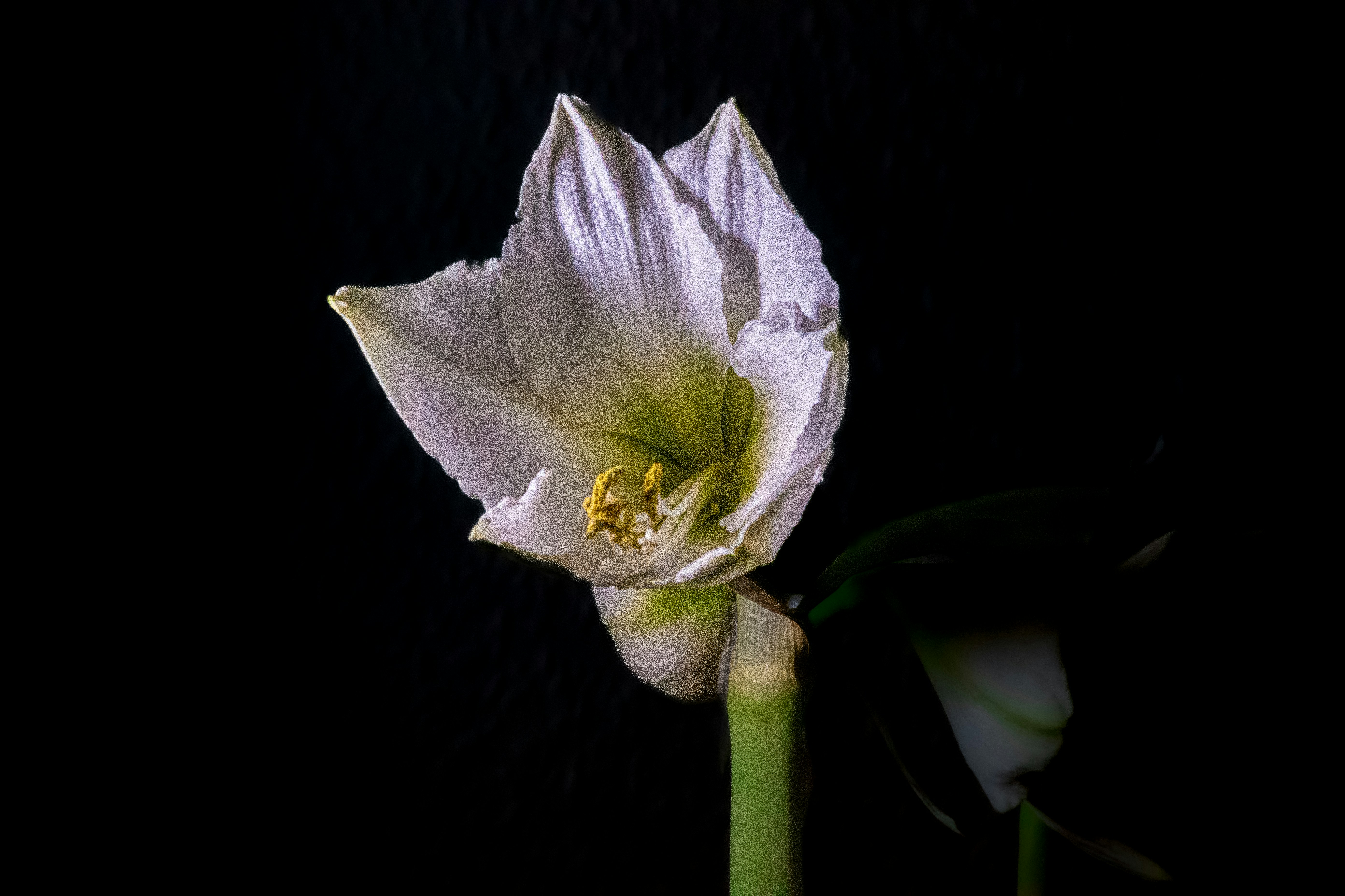 Photo by siegfriedpoepperl