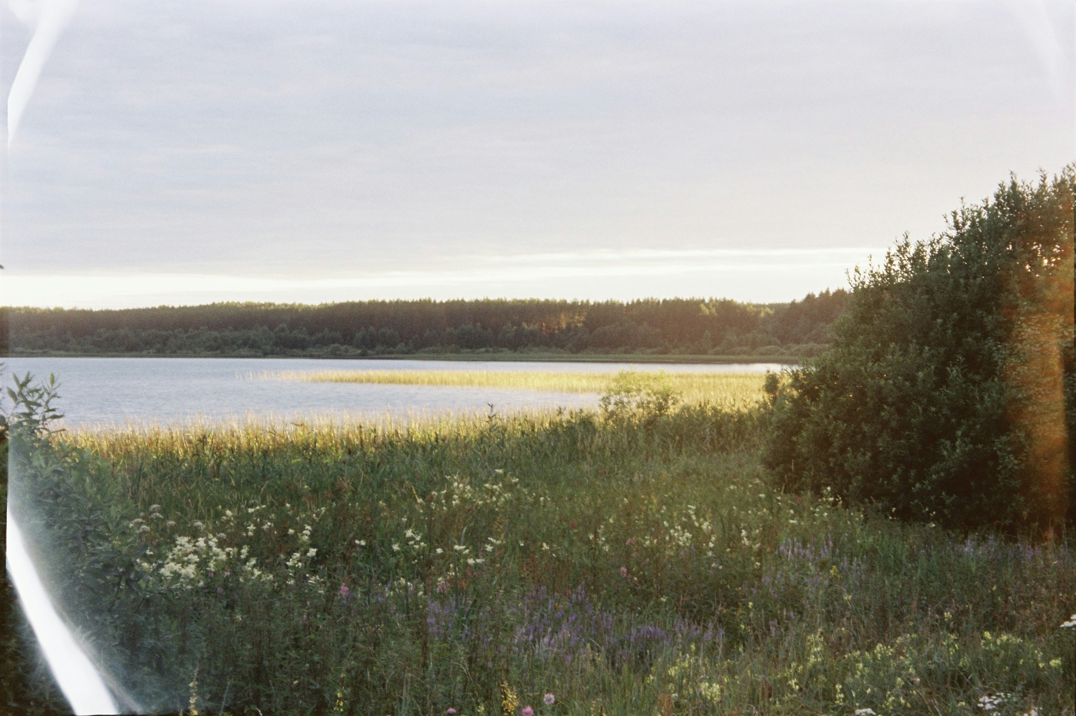 A serene lake surrounded by lush green trees and wildflowers.