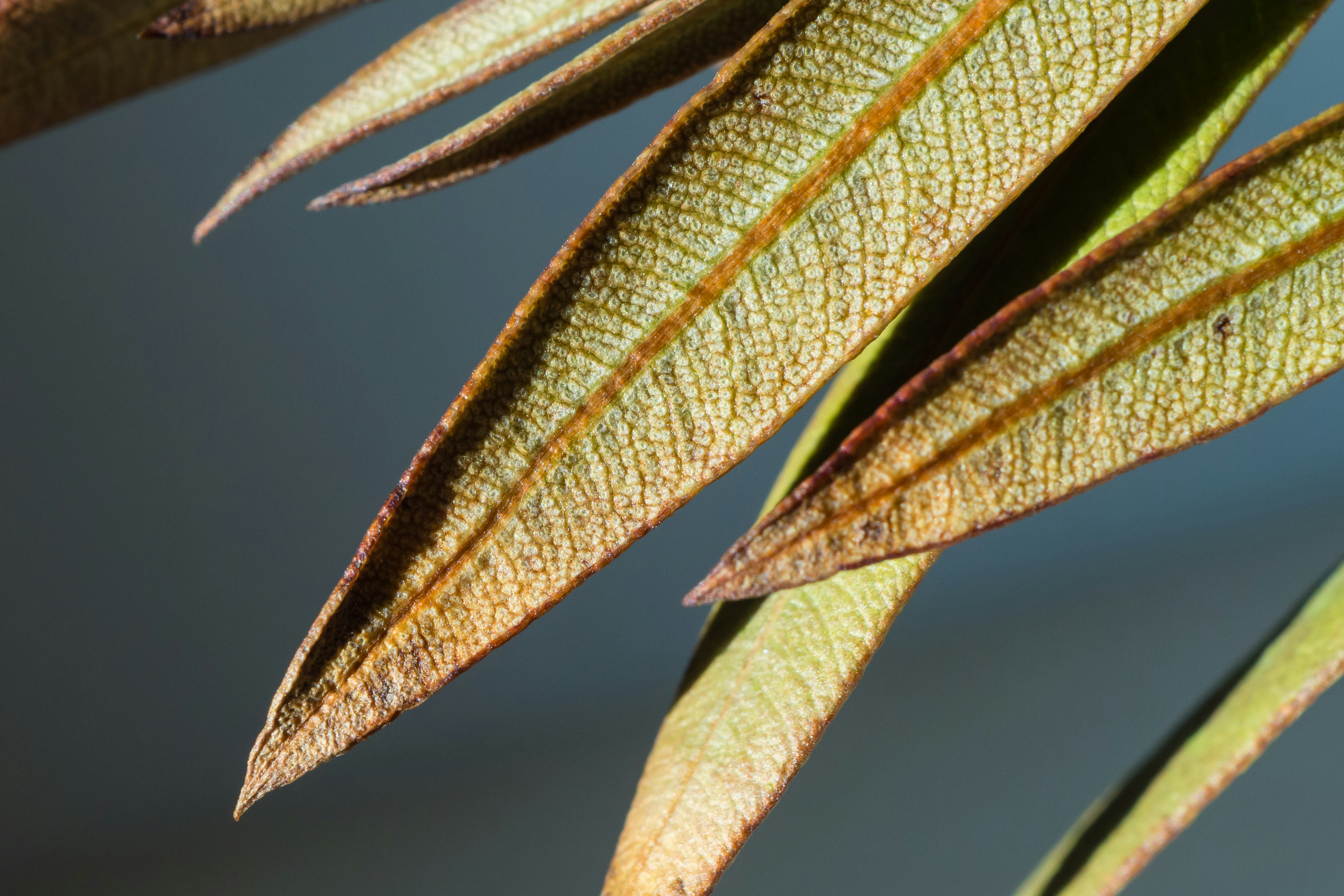 Photo by jastorfproductions