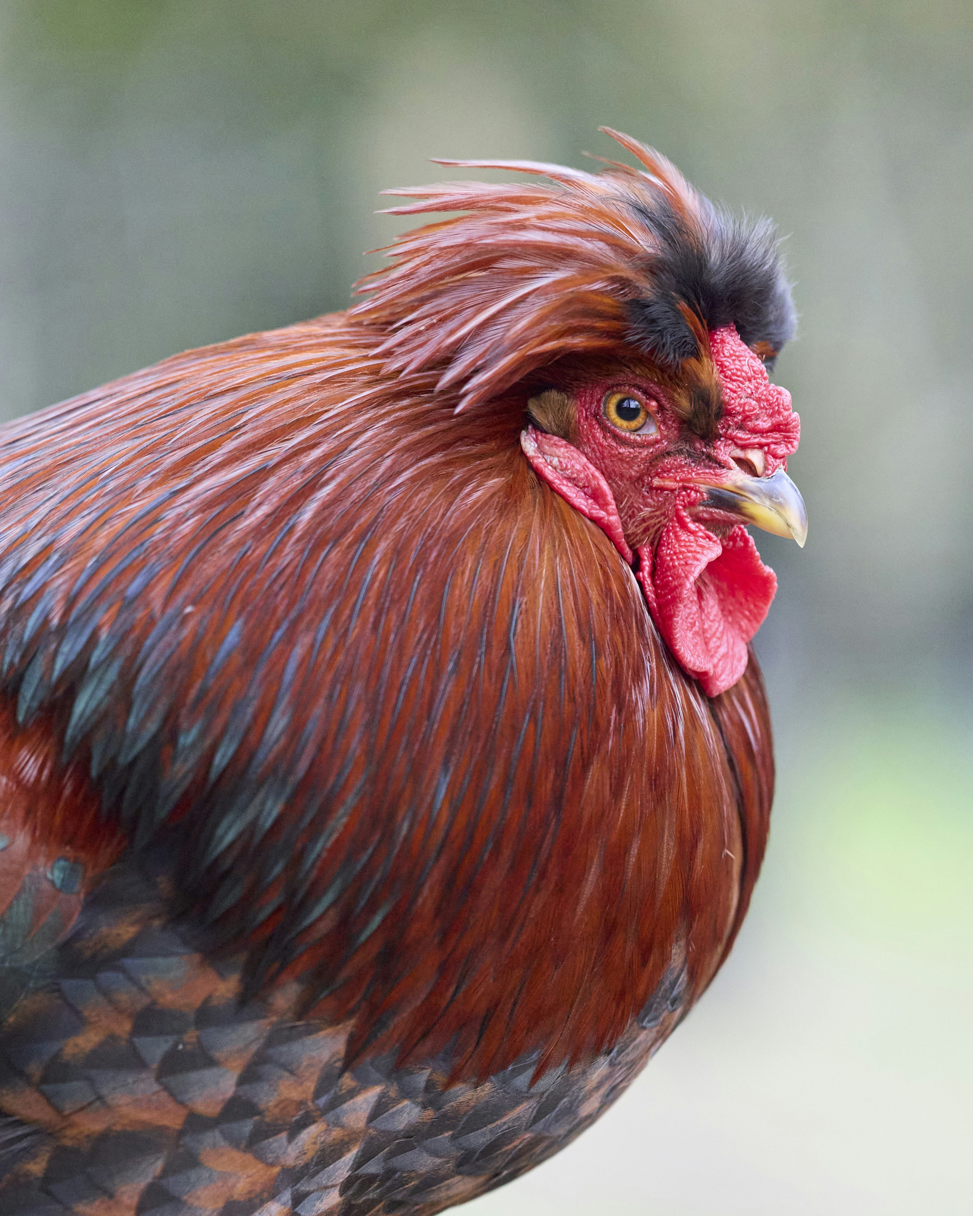 Photo by erwinbosman