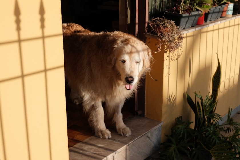玄関で待つ犬
