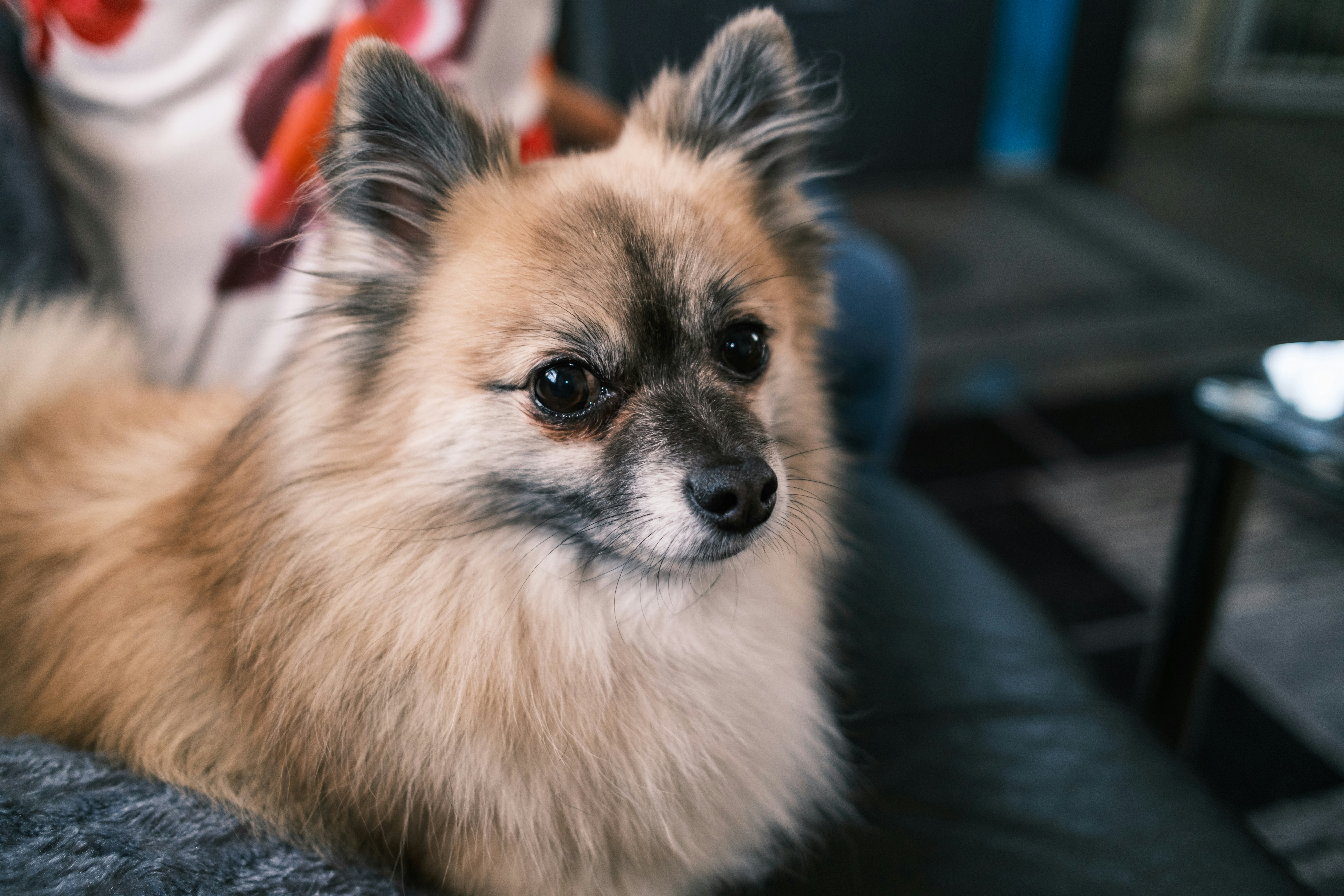 A fluffy tan dog sits on a dark couch.