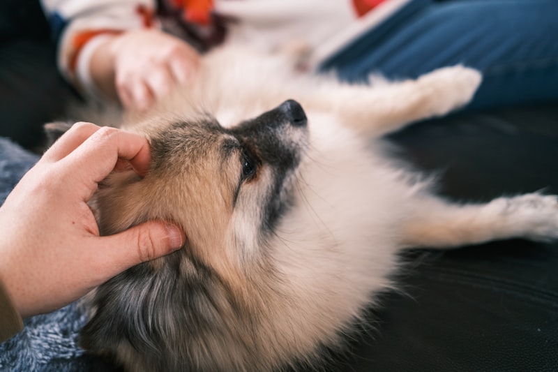 A person gently petting a fluffy dog to build trust