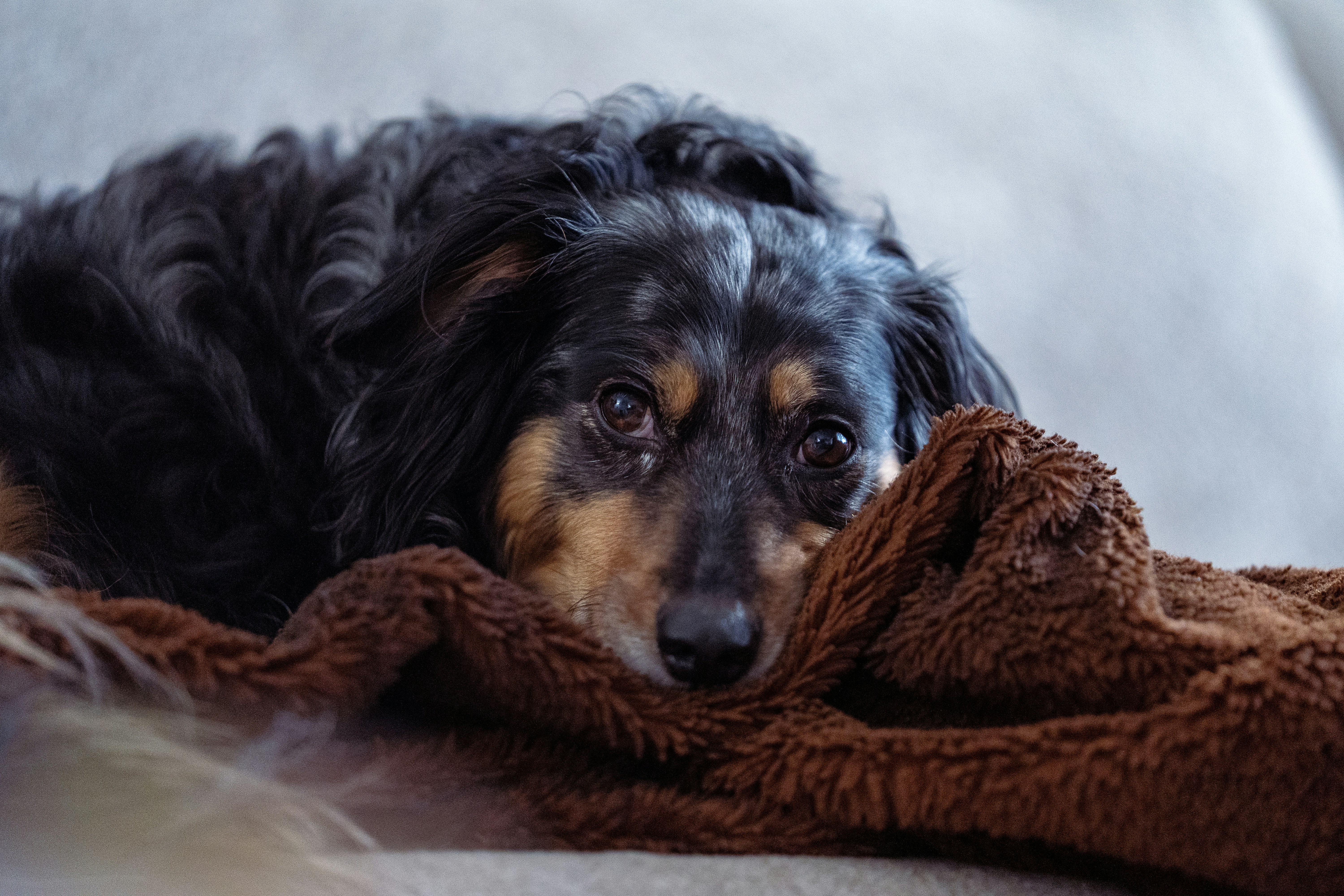 A black and tan dog rests on a brown blanket.
