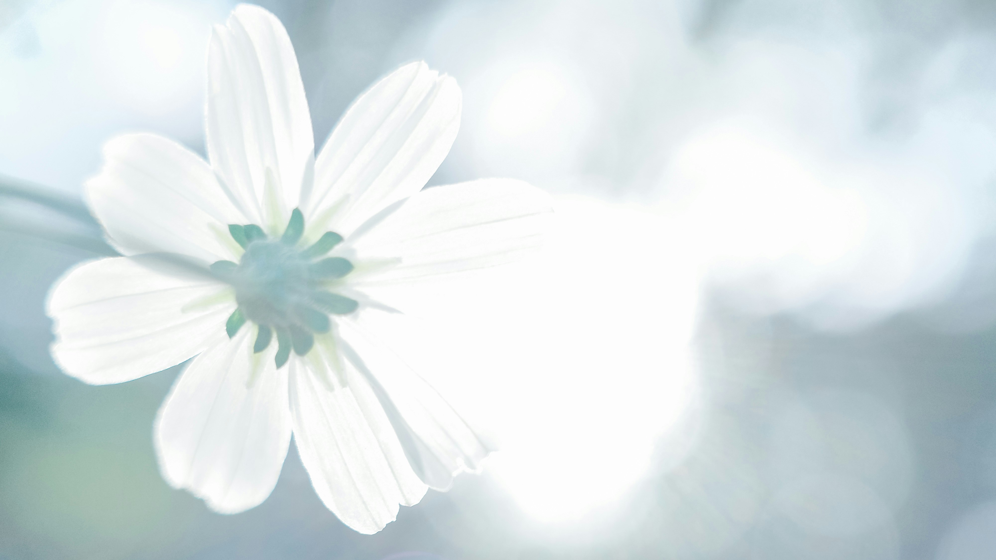 Photo by dickenslin76