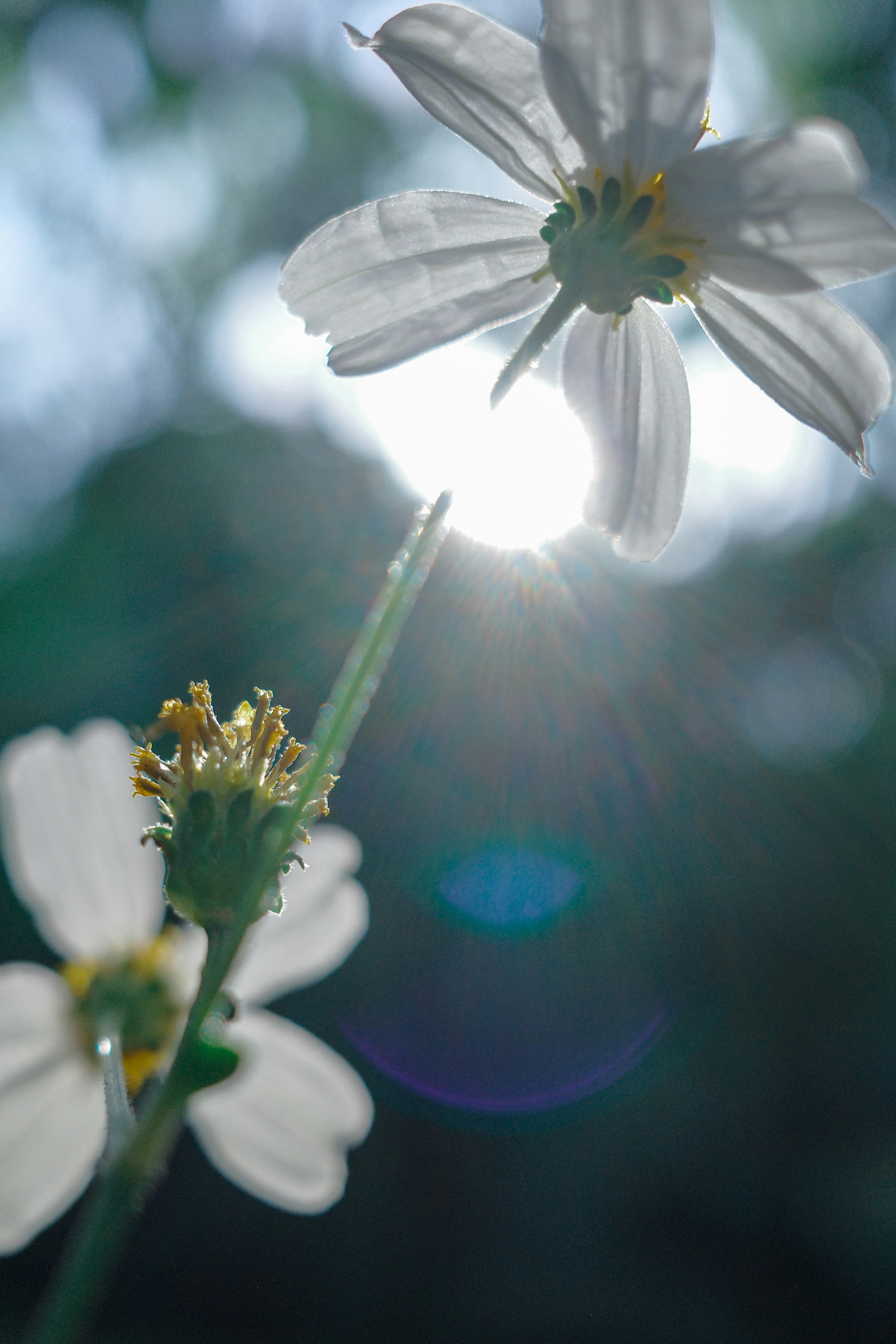 Photo by dickenslin76