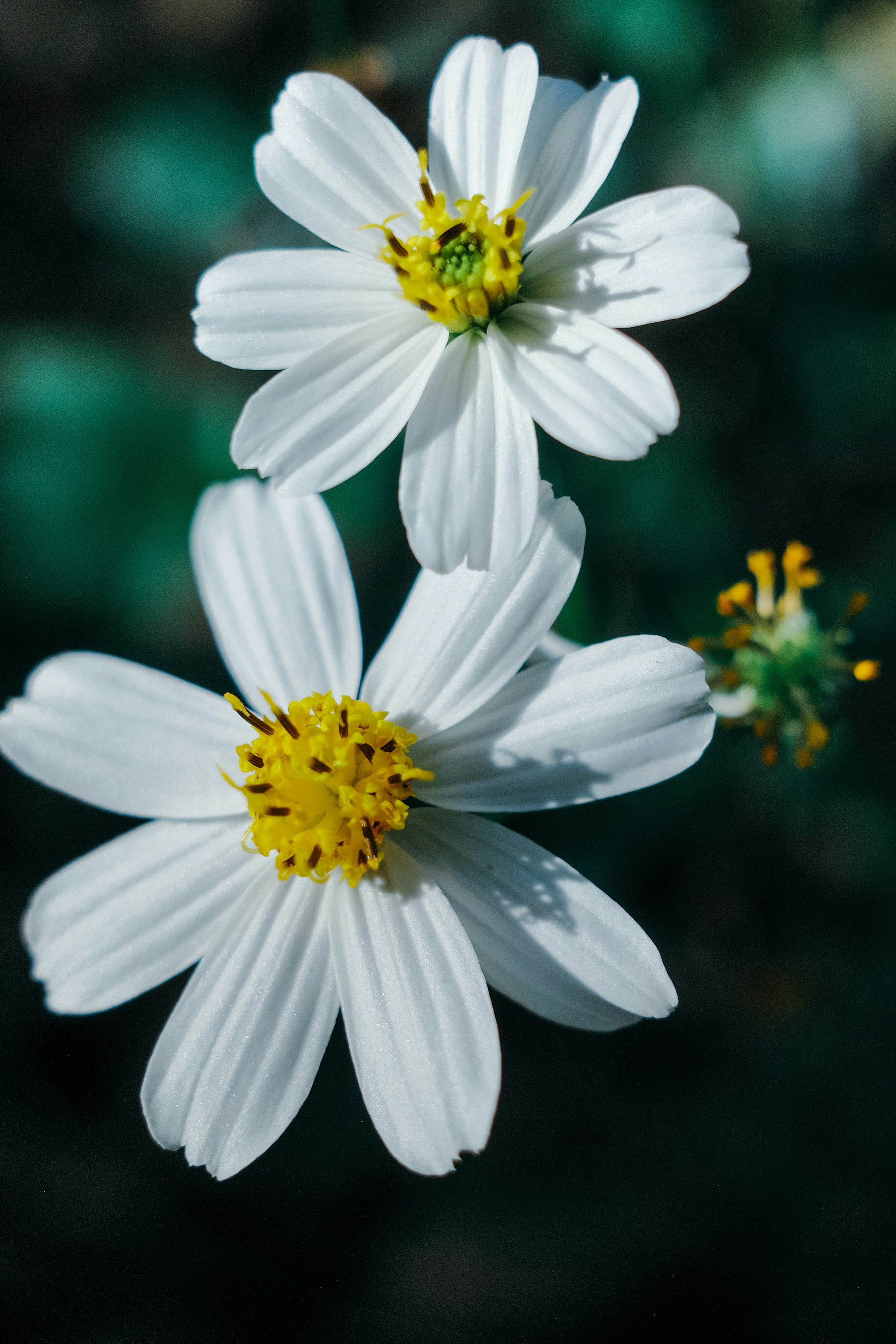 Photo by dickenslin76