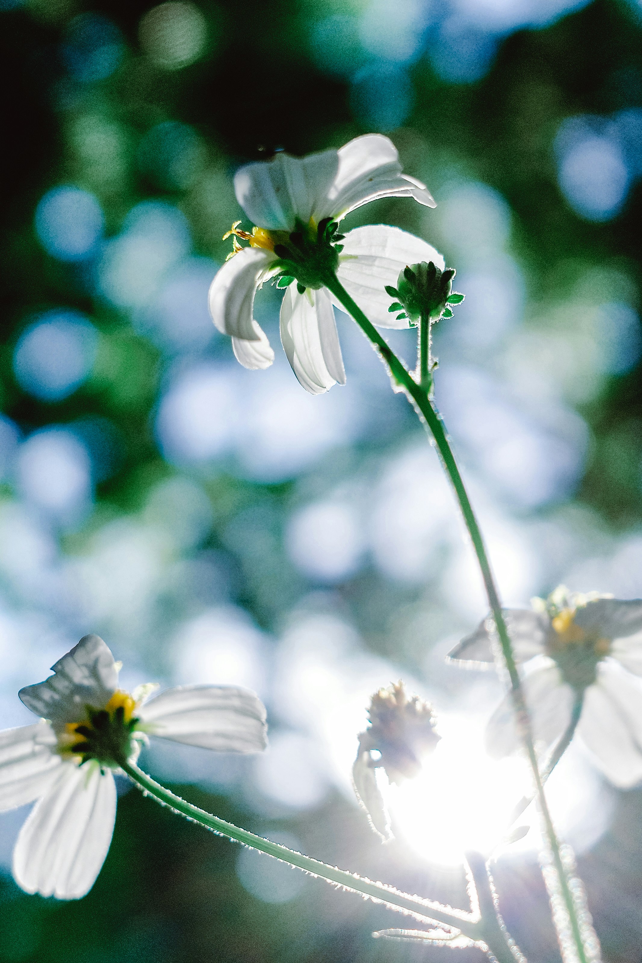 Photo by dickenslin76