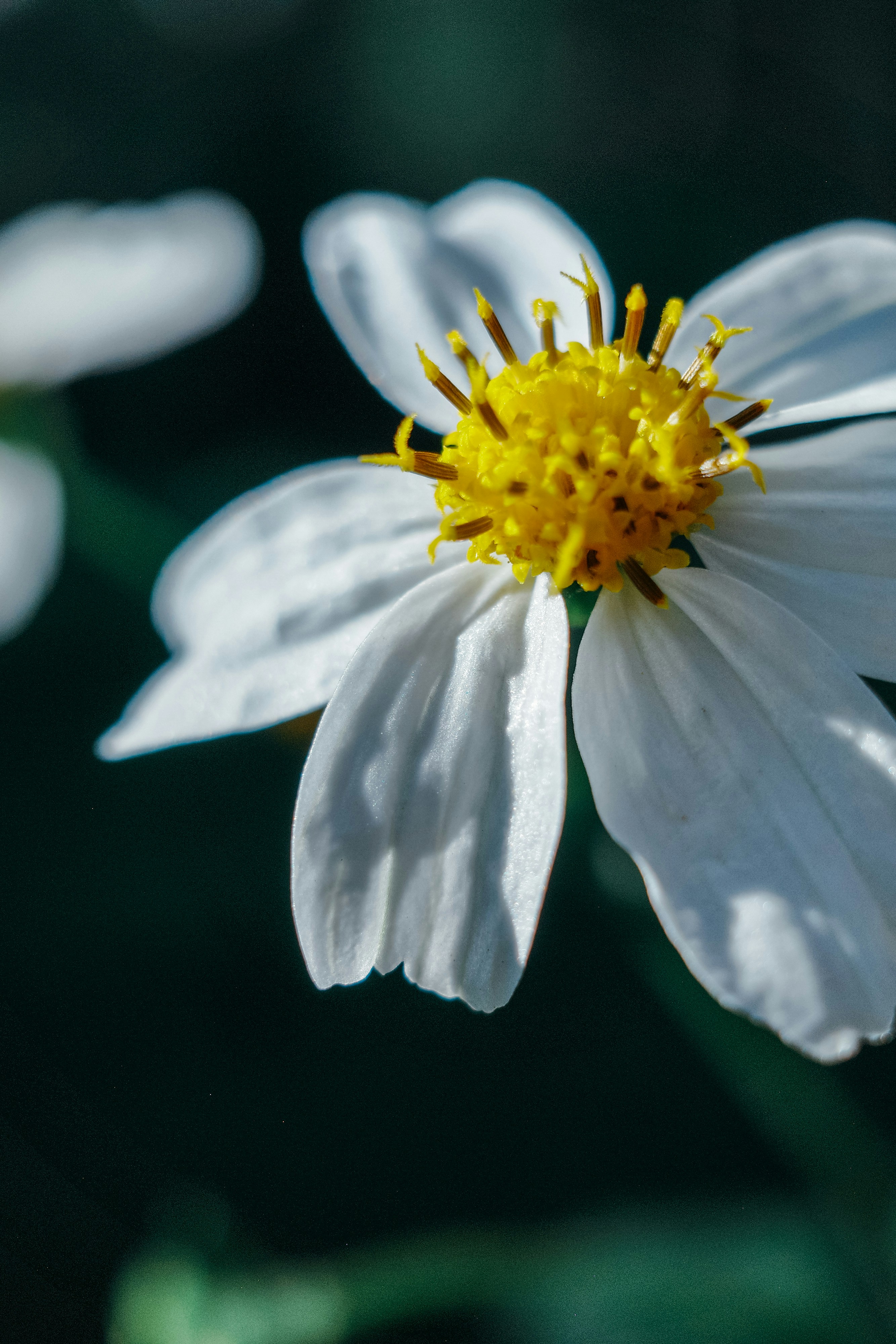 Photo by dickenslin76